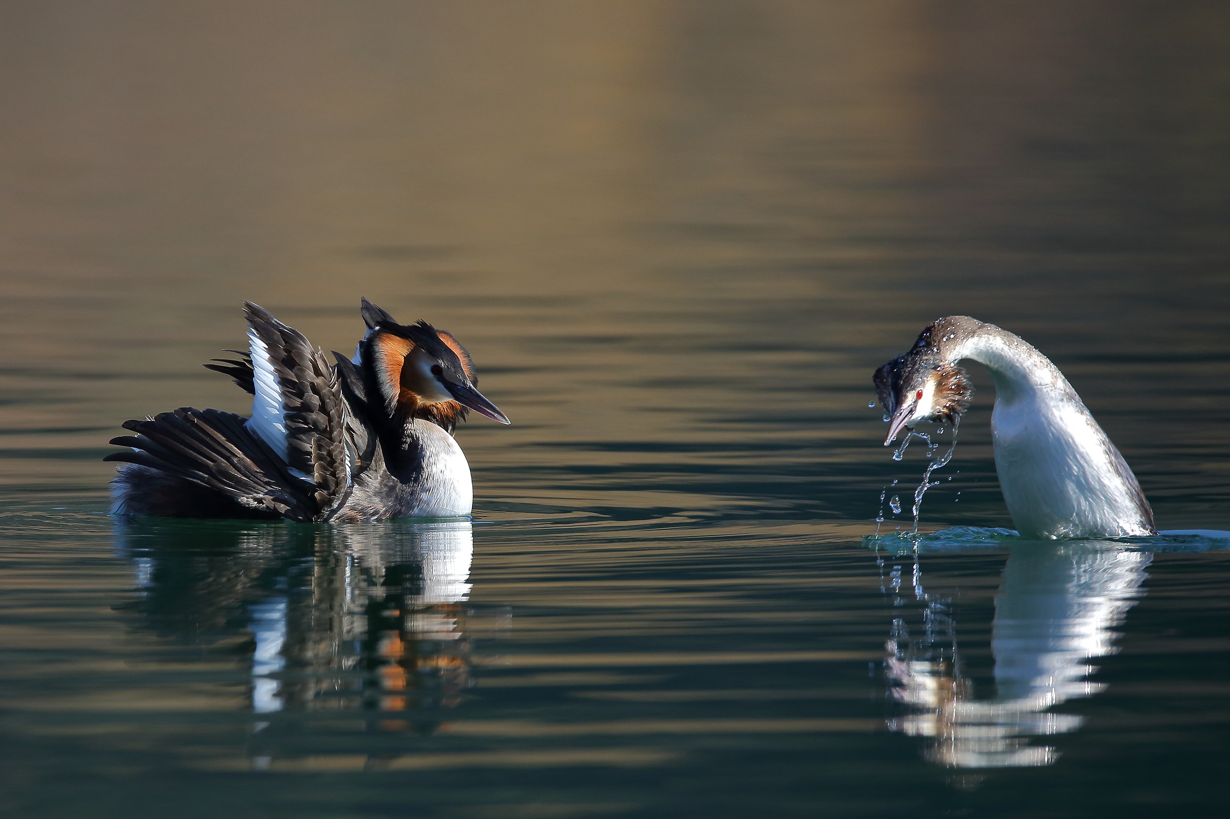 Grebes in courtship