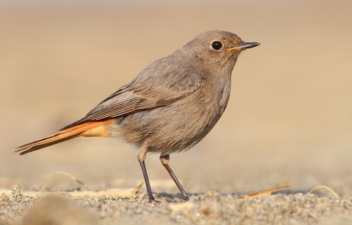 black redstart
