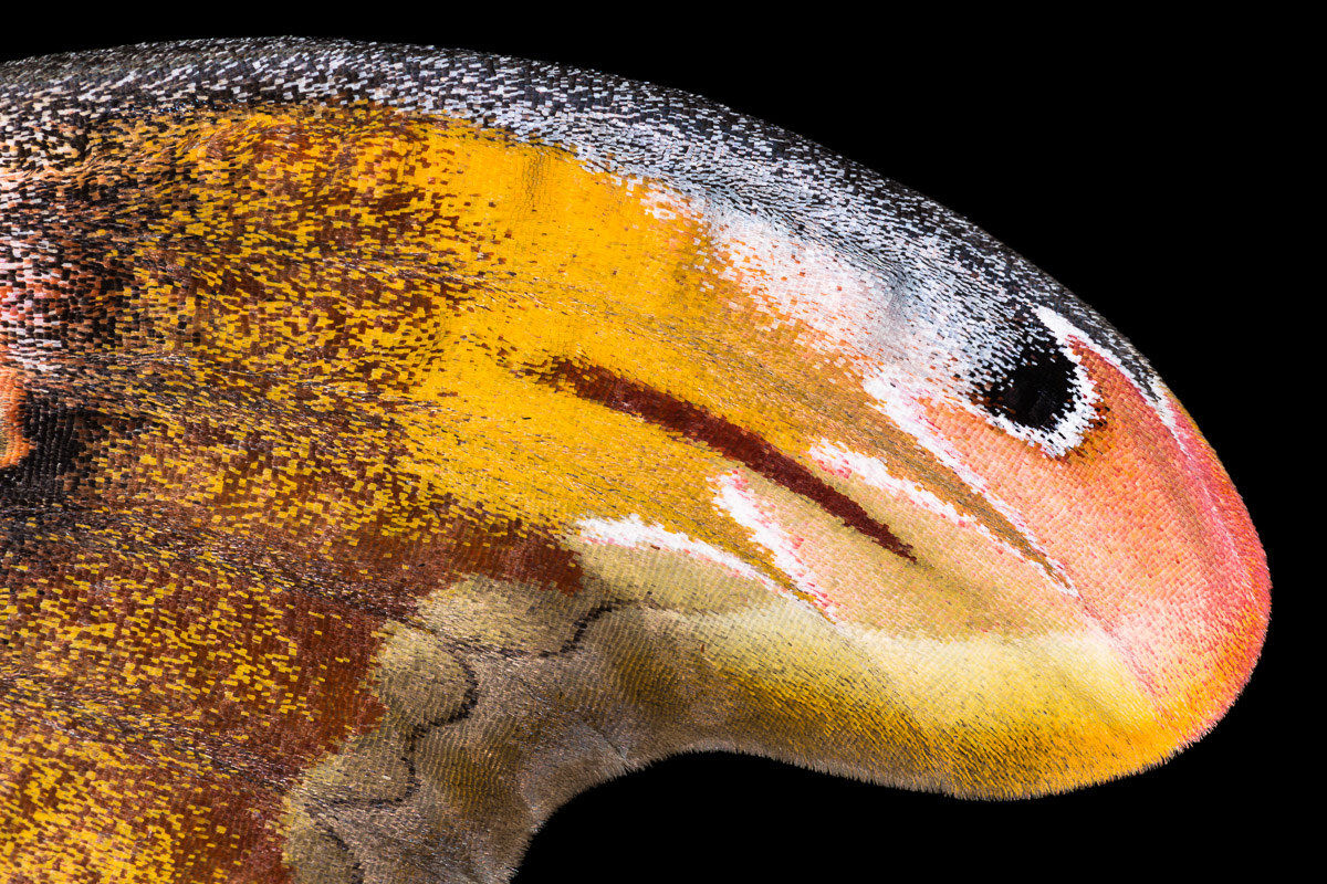 Cobra moth (Attacus atlas)