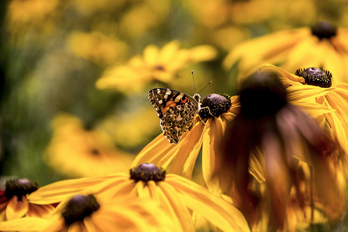 Vanessa cardui