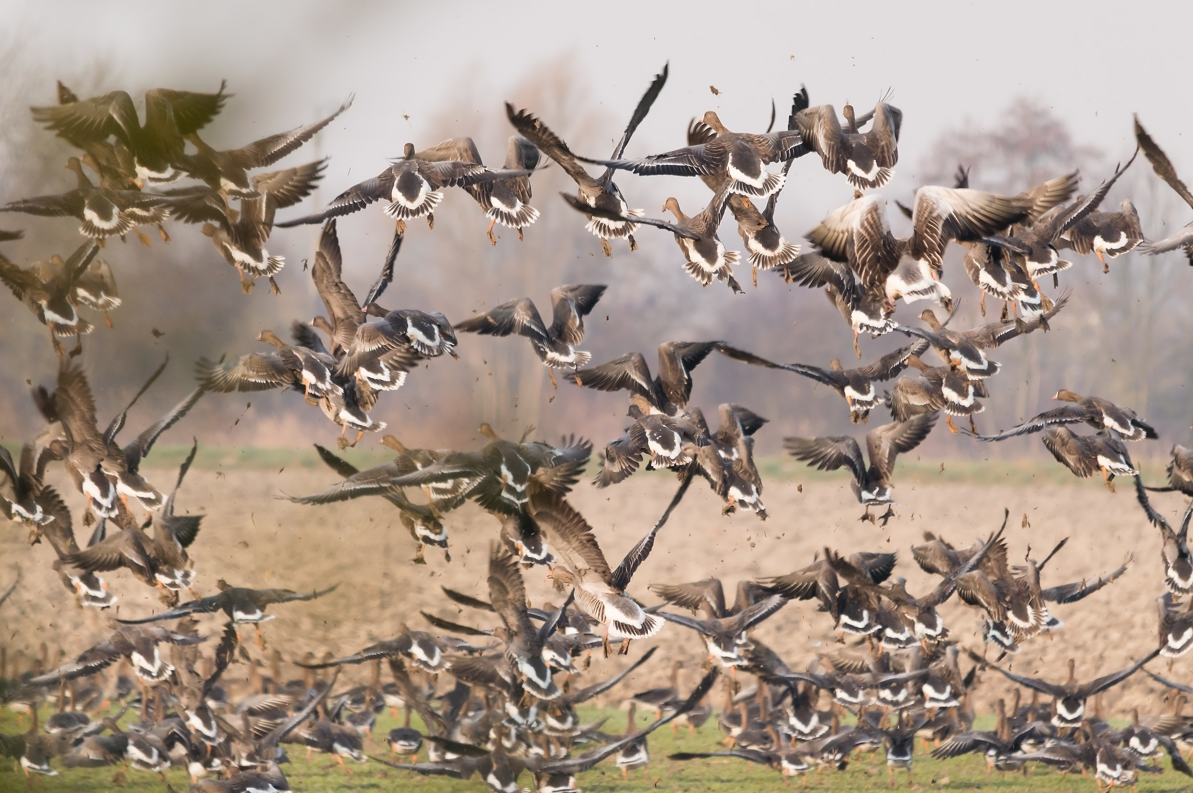 selvatiche_centinaia geese