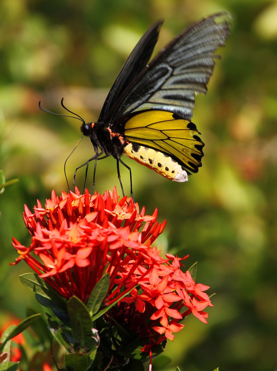 Farfalla al giardino delle Orchidee