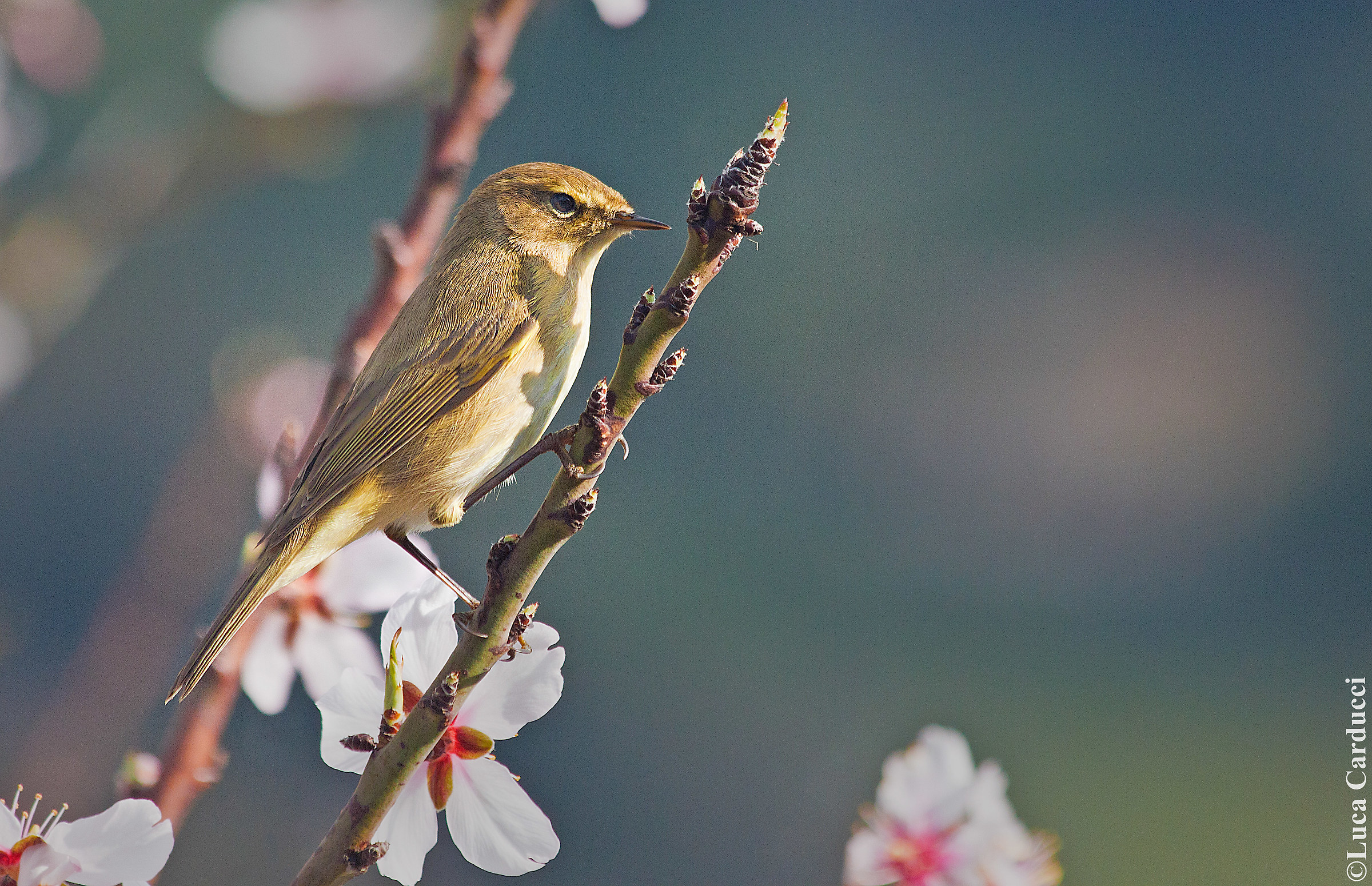 L'arrivo della primavera