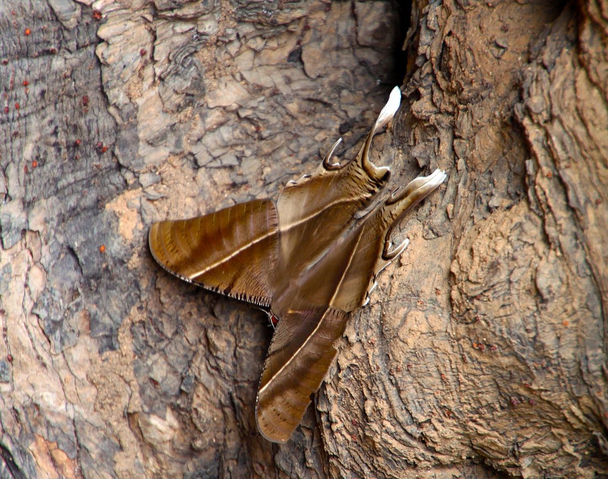 Butterfly at the Temple