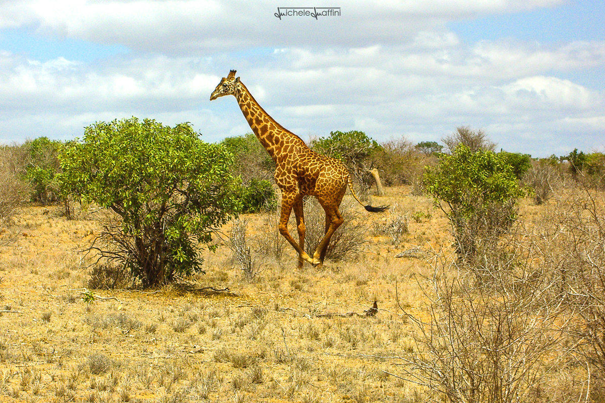 Kenya - Giraffe gallop