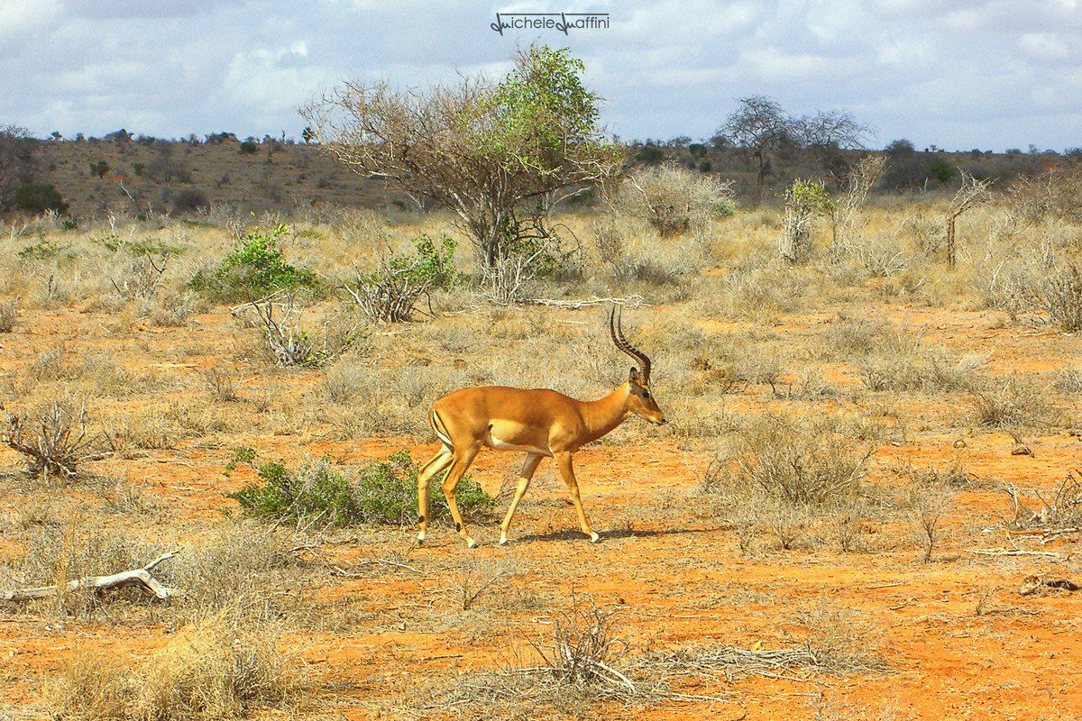 Kenya - Impala