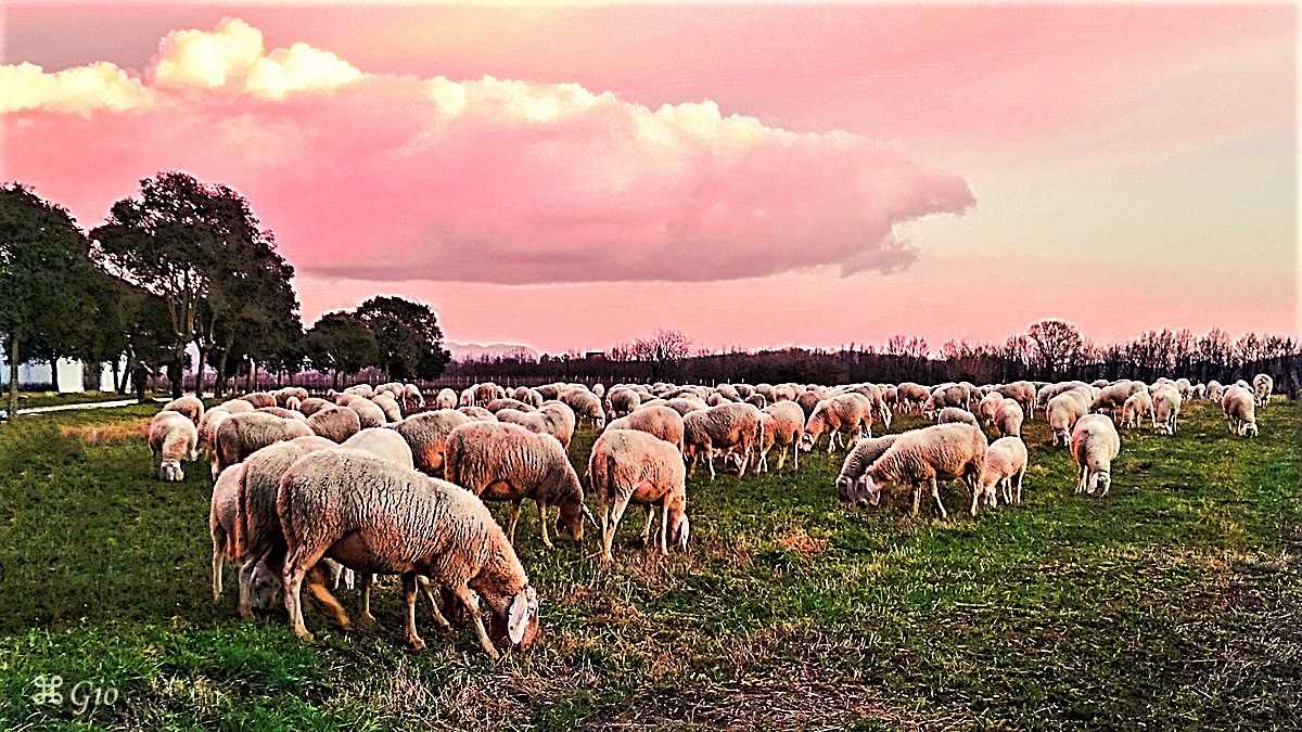 transhumance