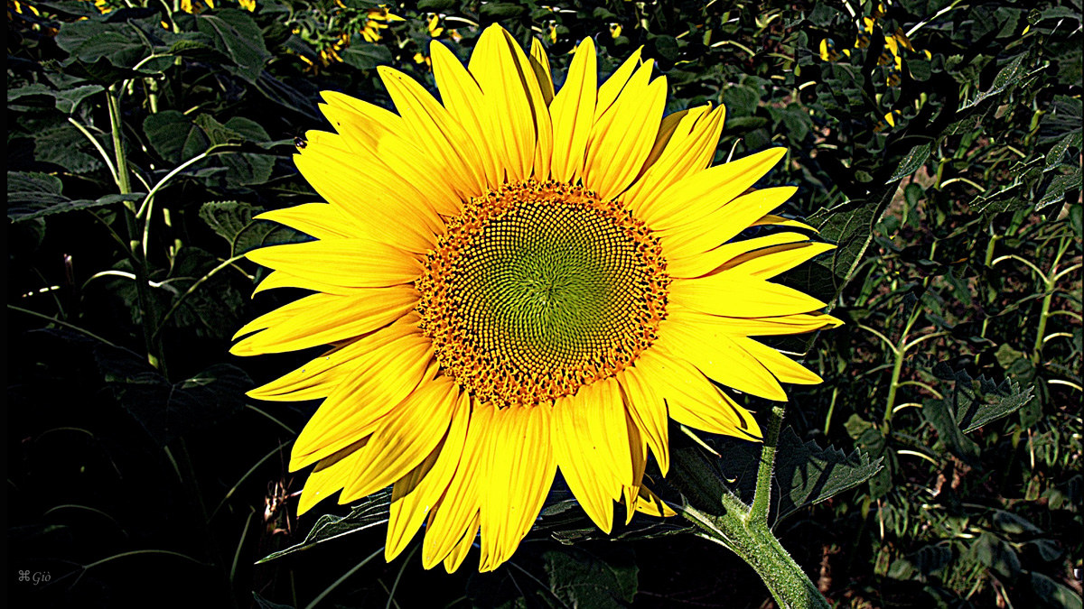 Sunflower