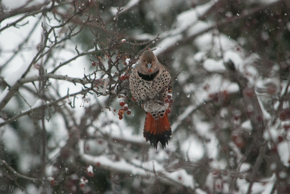 Western Northern Flicker