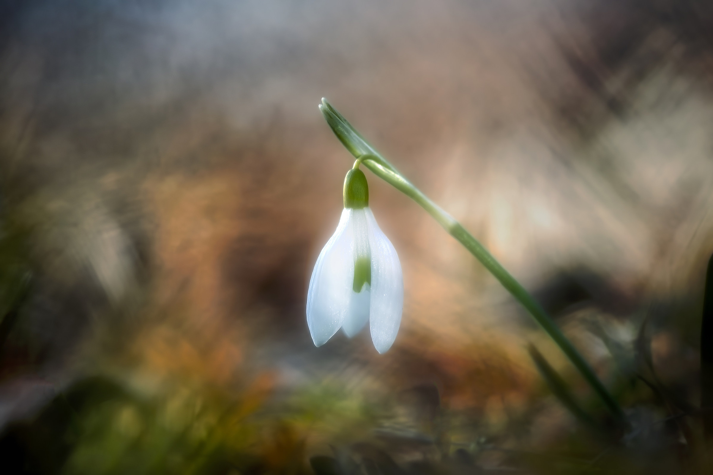 Snowdrop