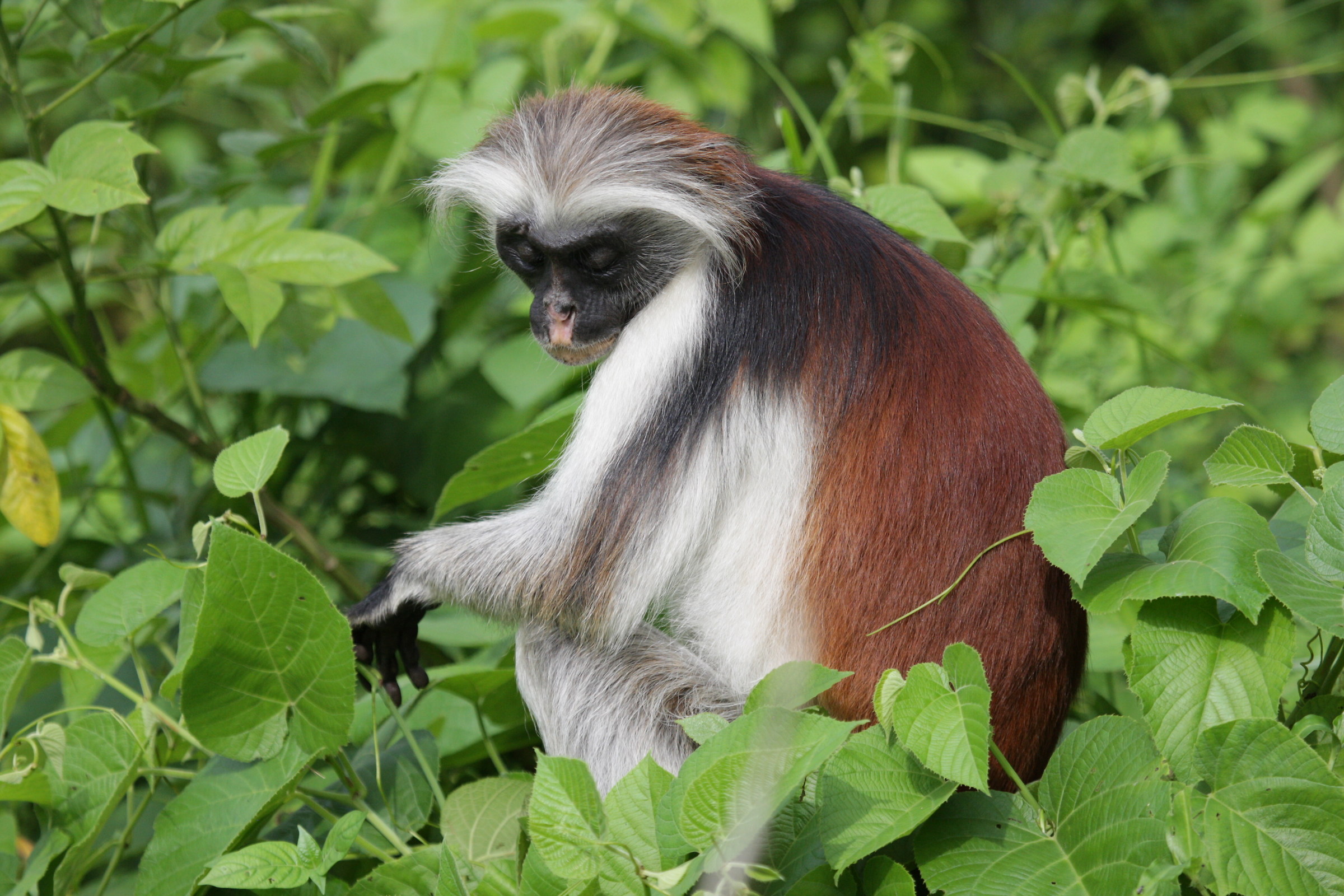 Zanzibar red colobus