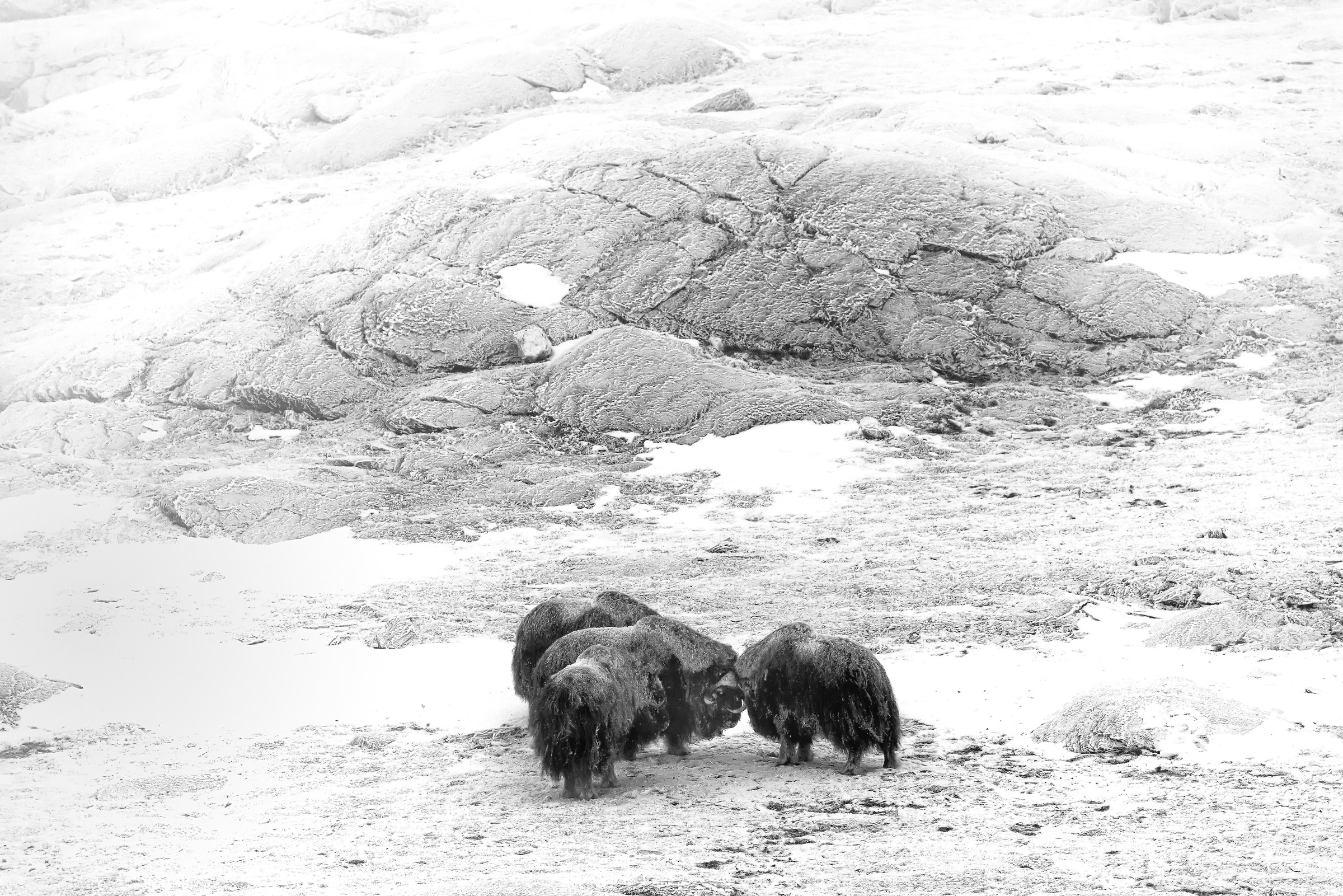 Dovrefjell 2017 - Musk ox, between the fog and frost