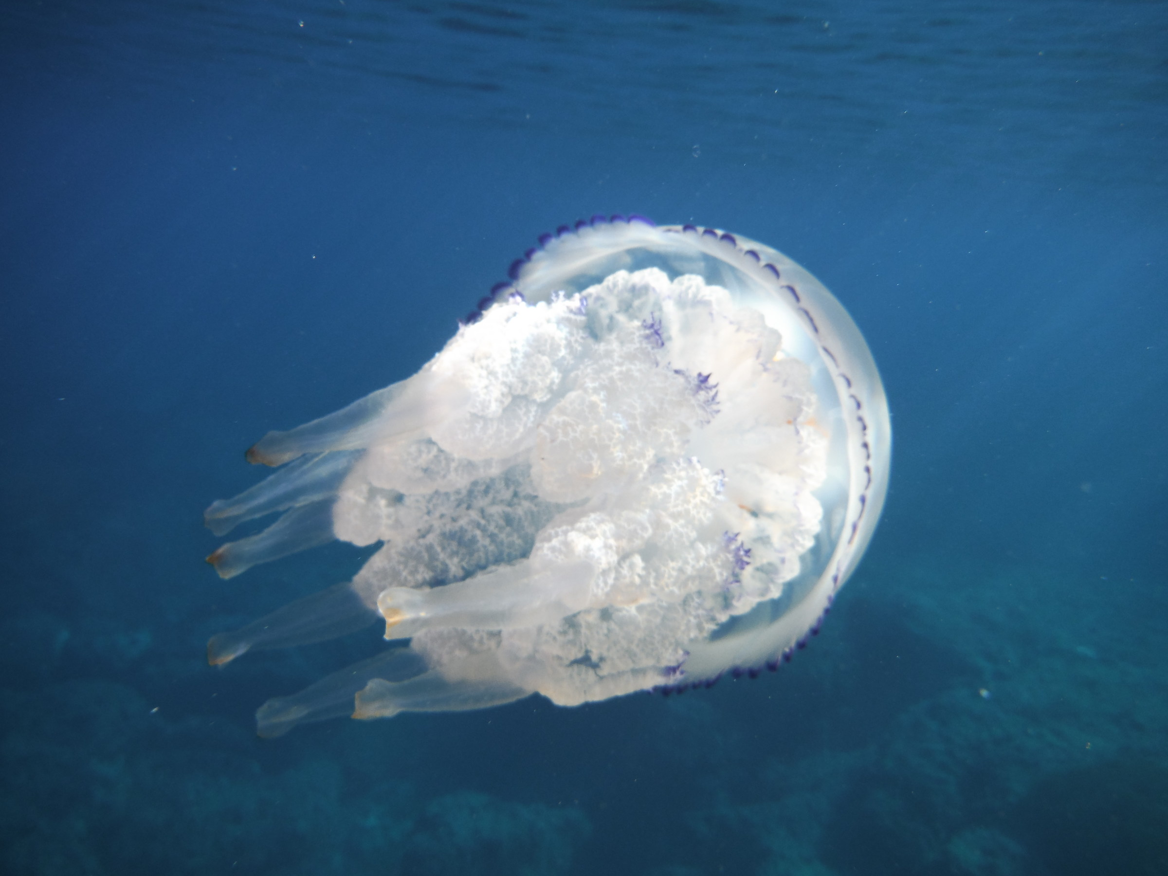 jellyfish