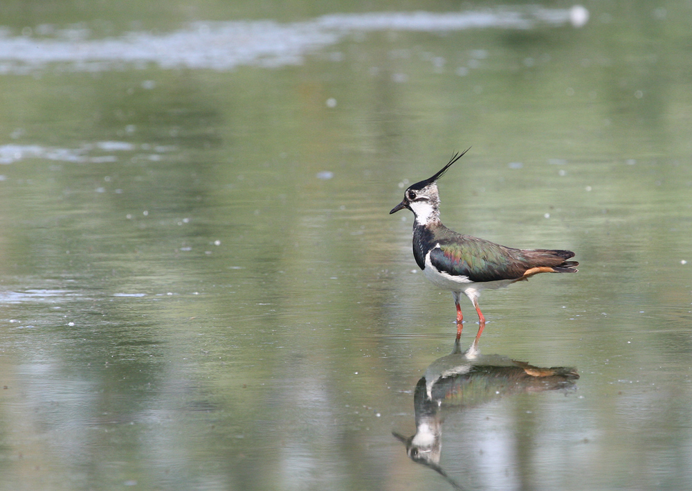 lapwing