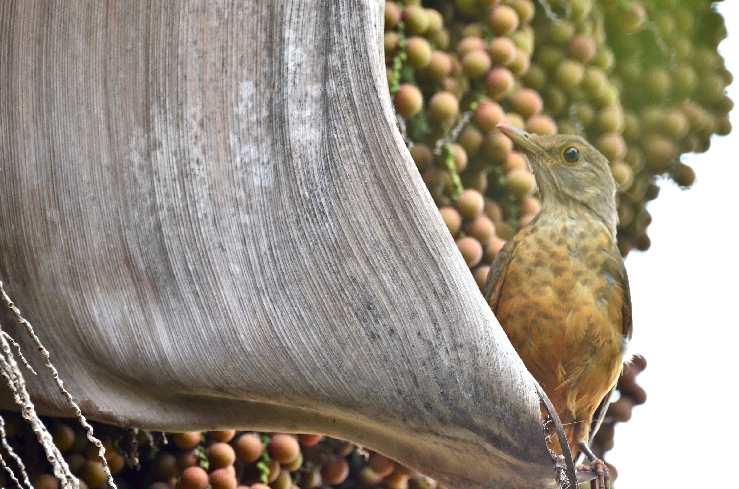 leucomelas Turdus su frutti di palma