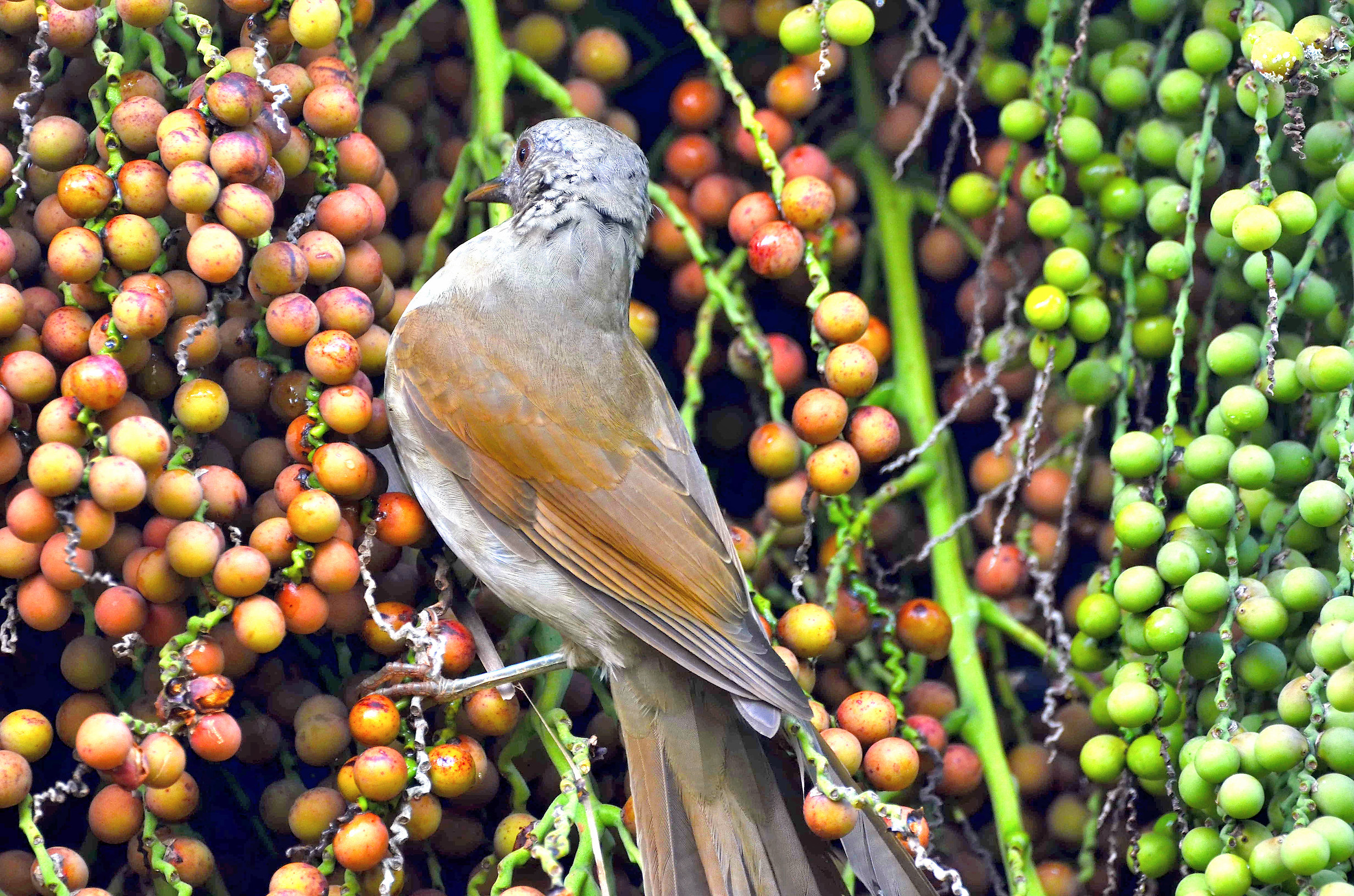 leucomelas Turdus scegliendo i frutti giusti