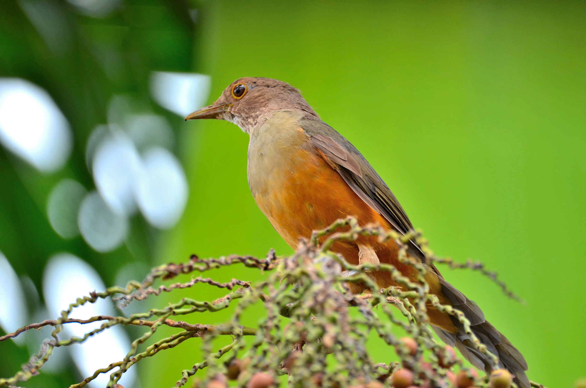 Turdus rufiventris