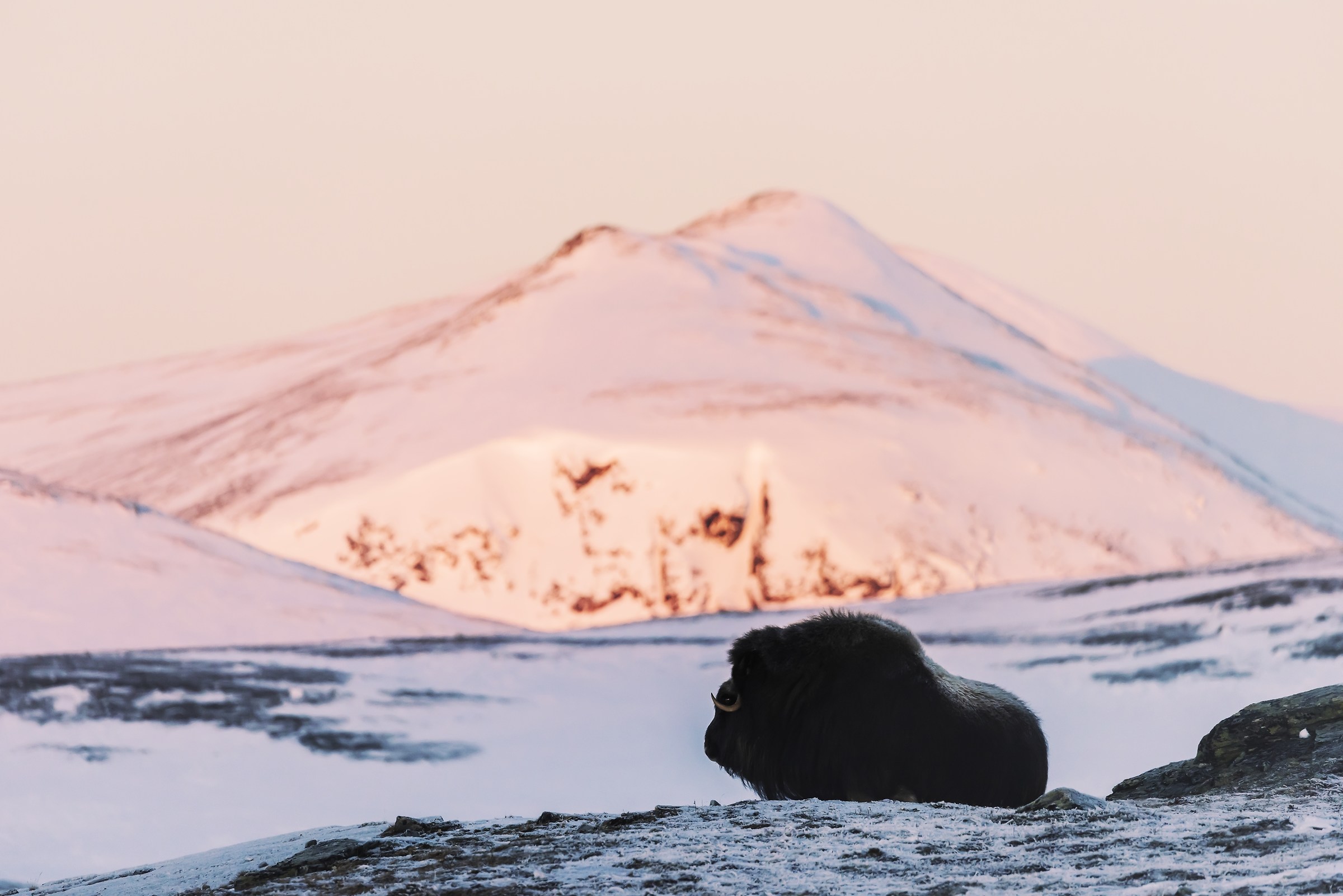Dovrefjell 2017 - Musk ox, between the snow and sky