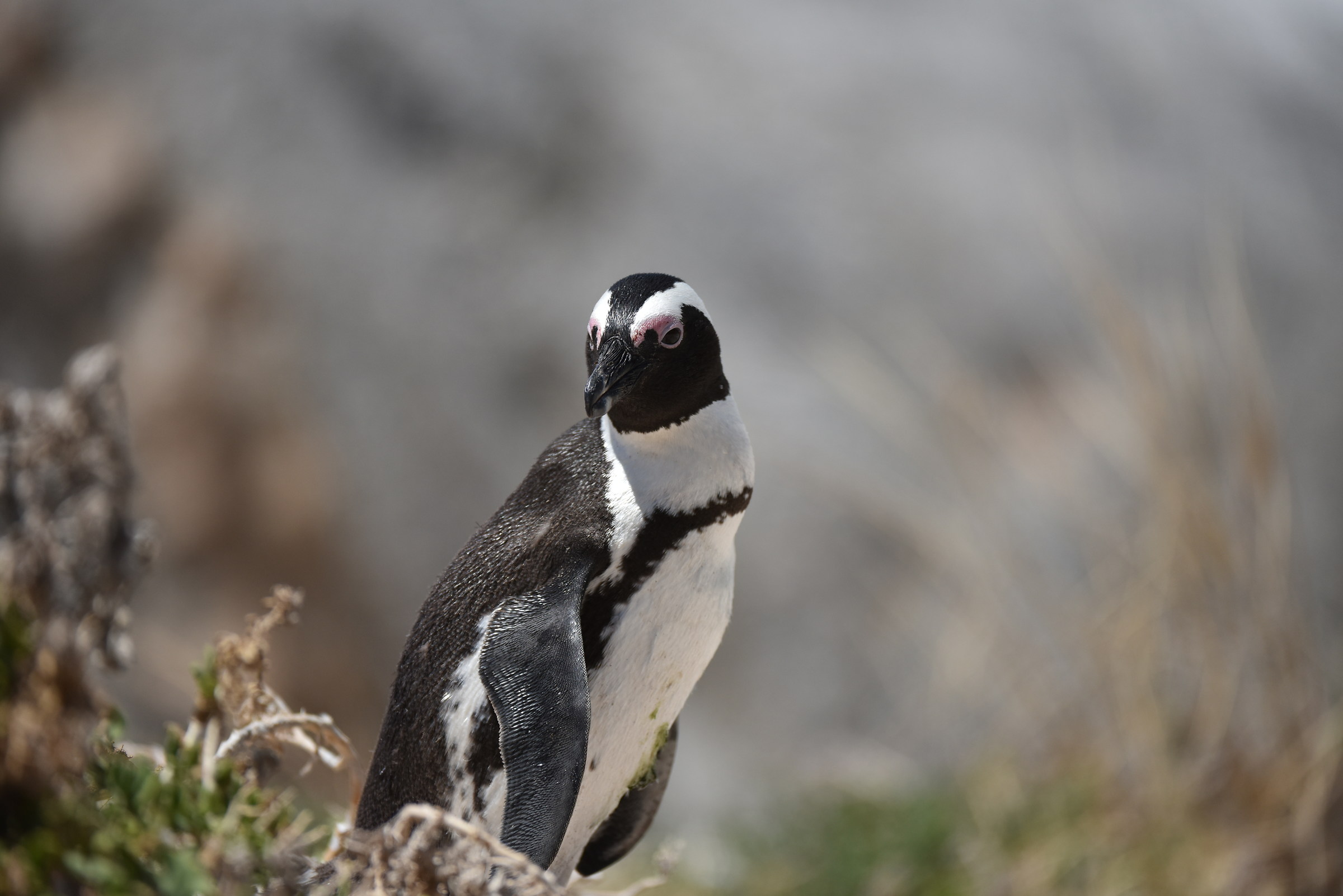 Boulders bay Pinguino SA del capo