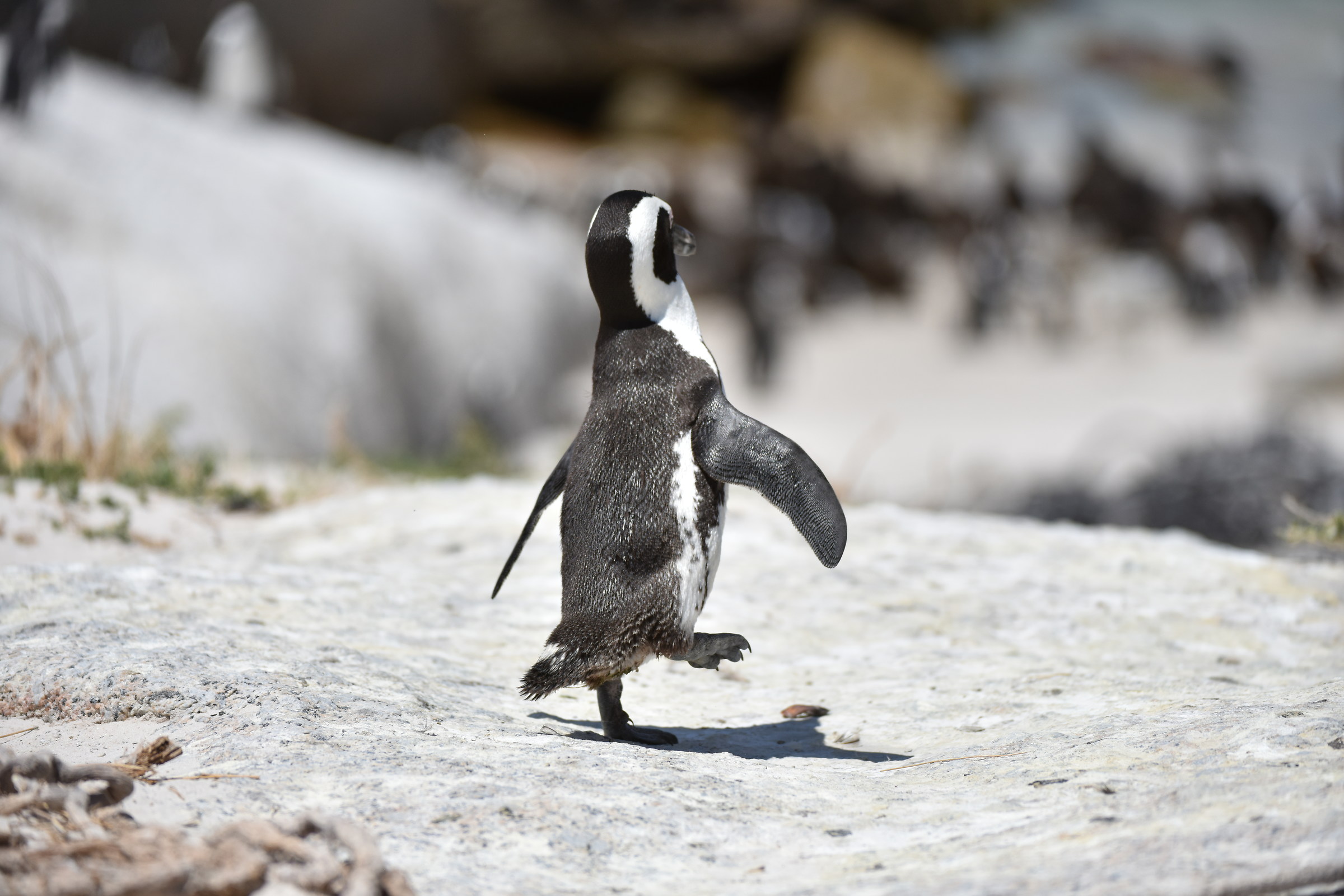 Boulders bay Pinguino SA del capo centometrista
