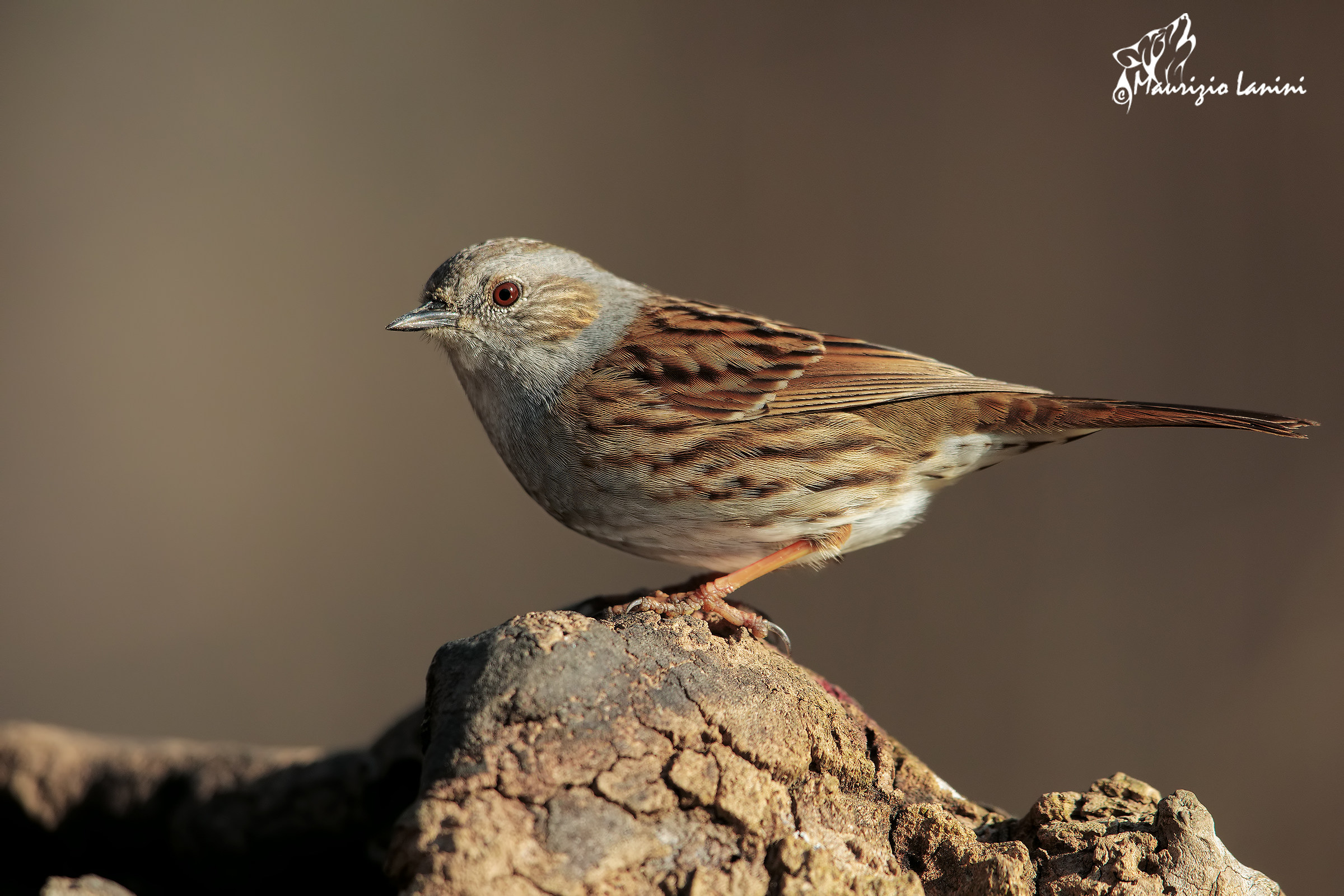 Dunnock