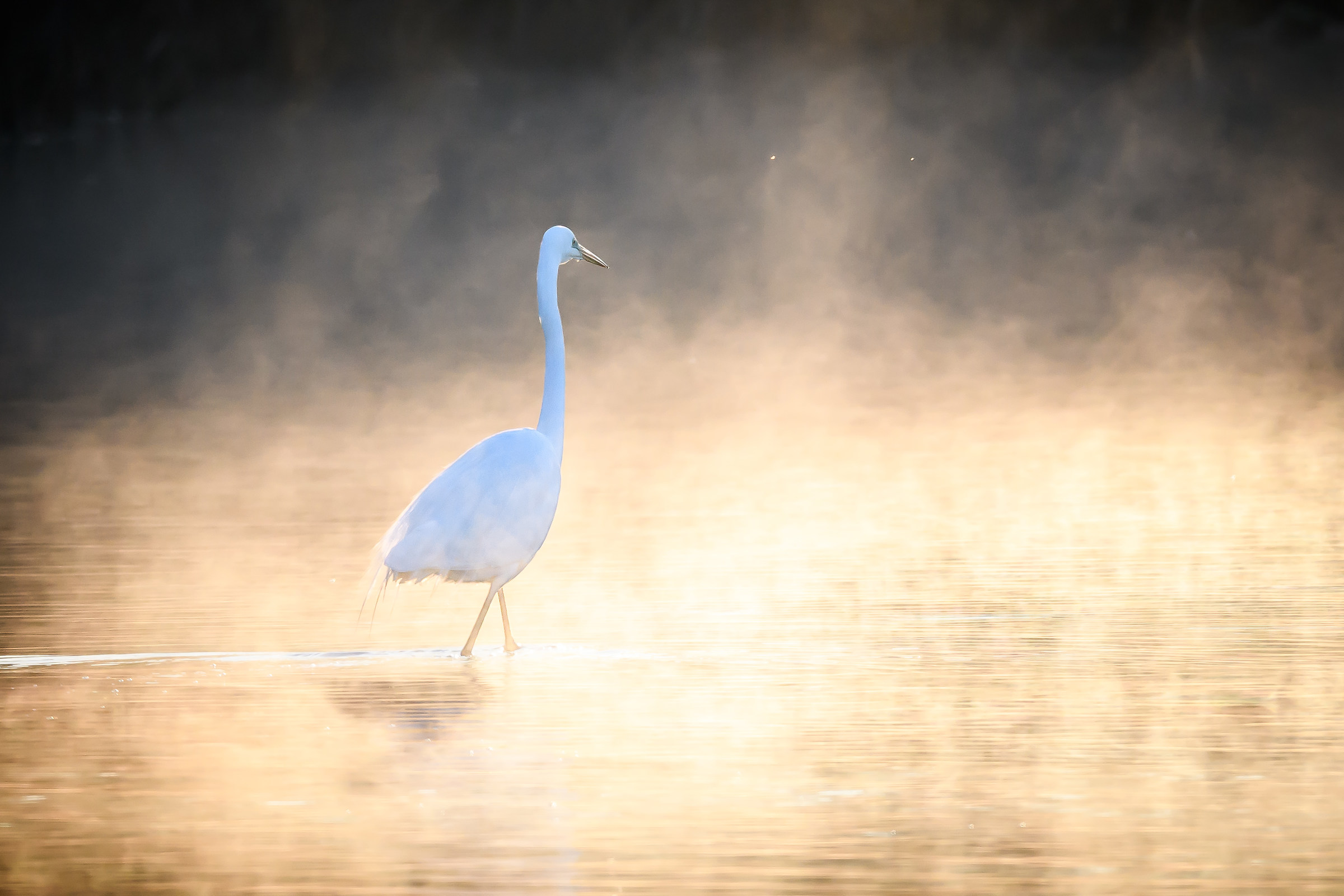 Passeggiatina all'alba...