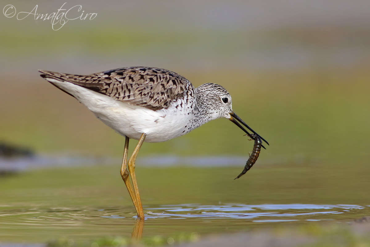 Albastrello con preda