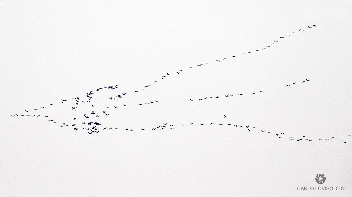Flock of migrating cranes in the Ligurian Sea