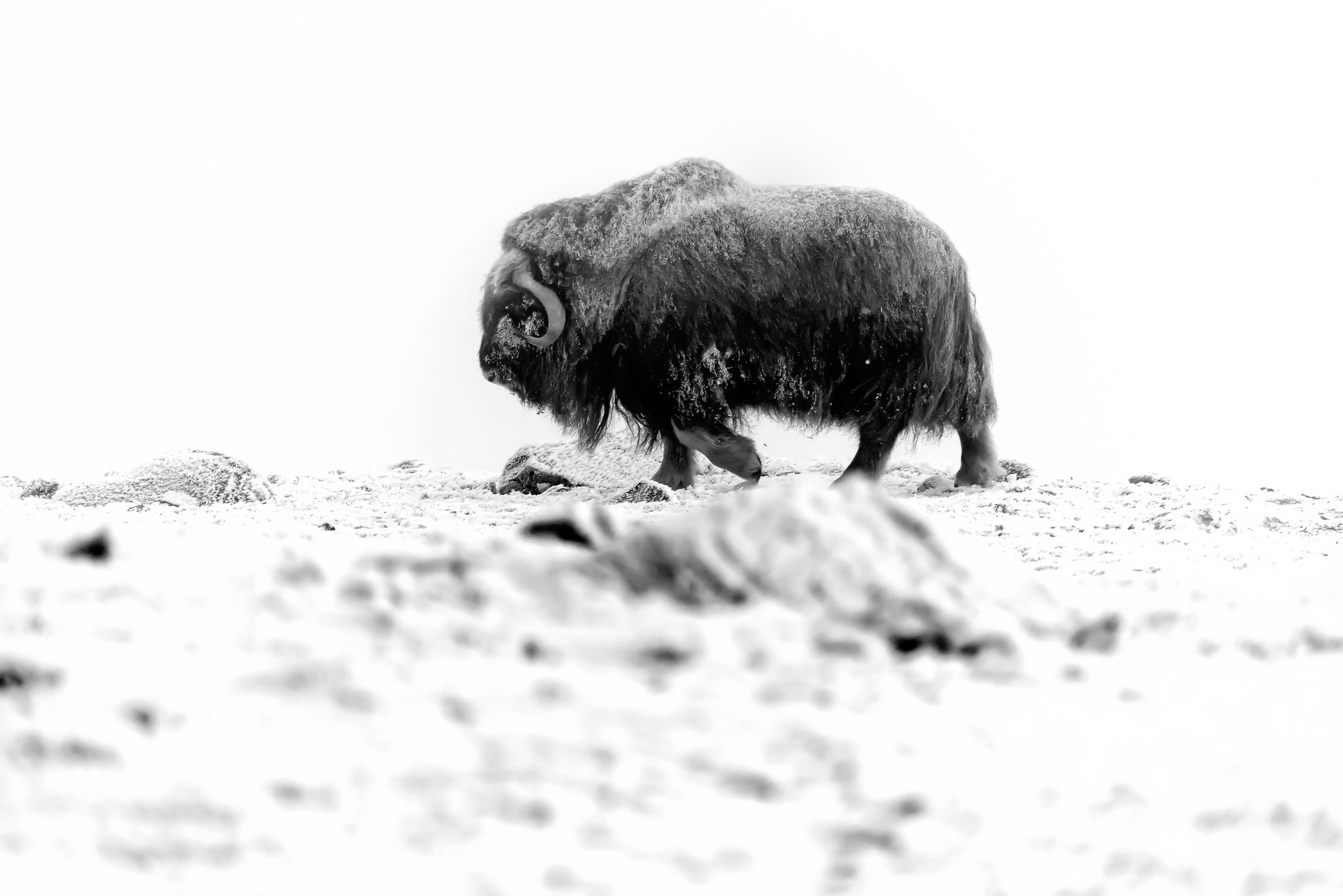 Dovrefjell 2017 - Musk ox, between the fog and frost