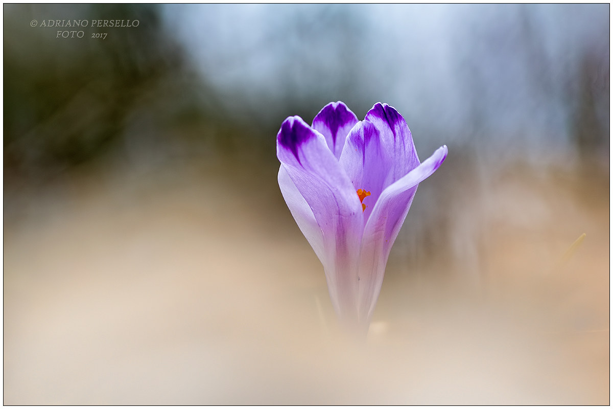 crocus time