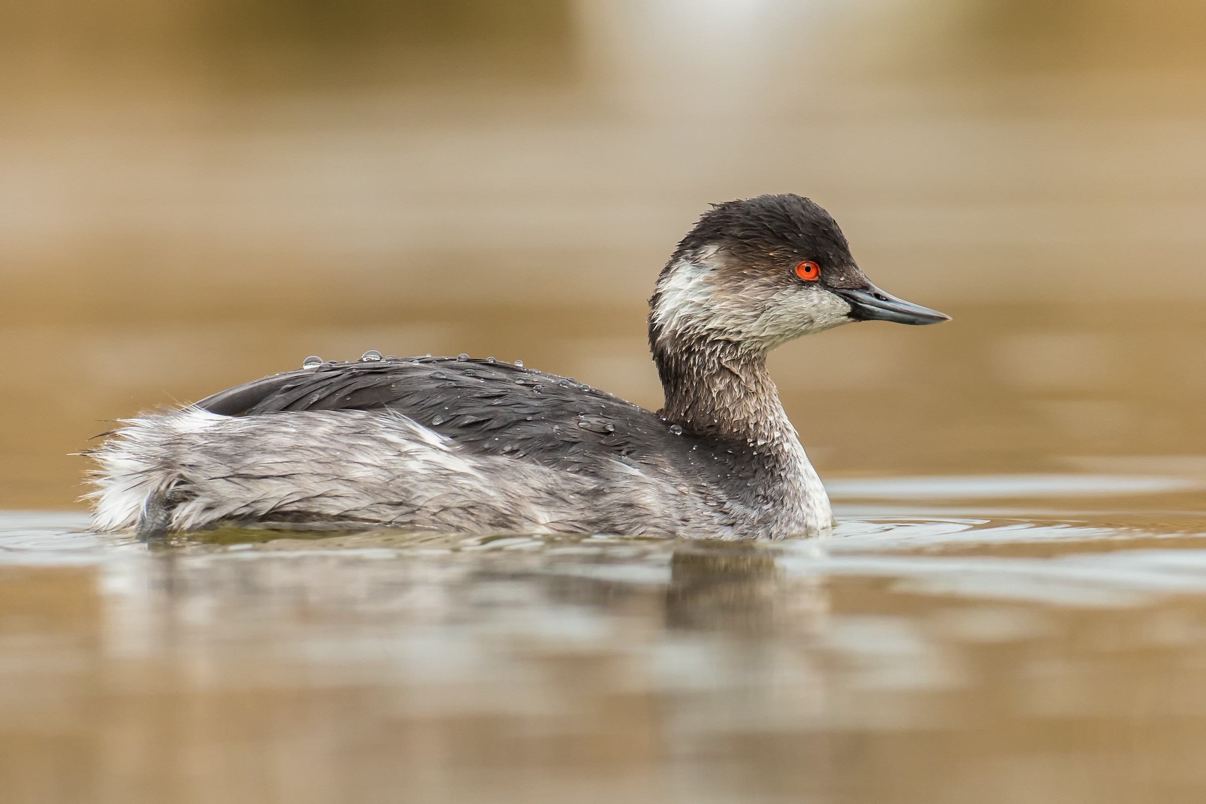 Black-necked Grebe