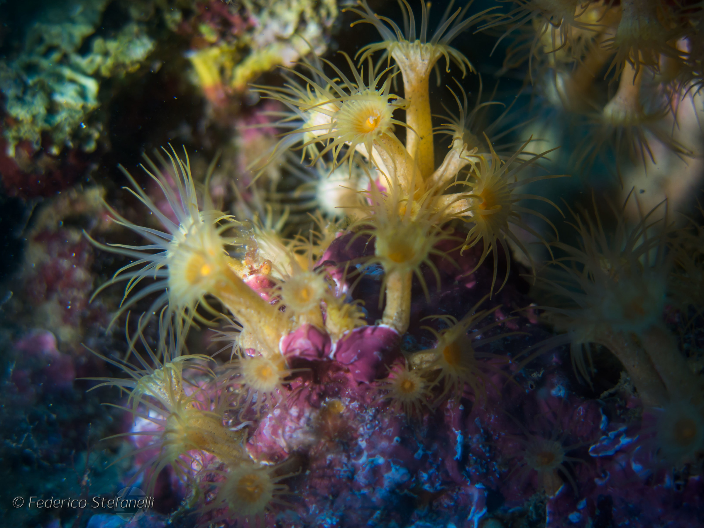 Parazoanthus axinellae (Margherite di mare) - Circeo