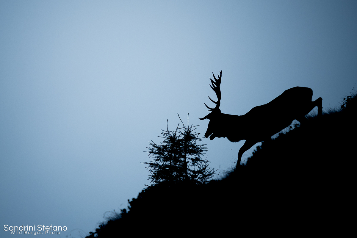 -Enthrone Darkness Triumphant-