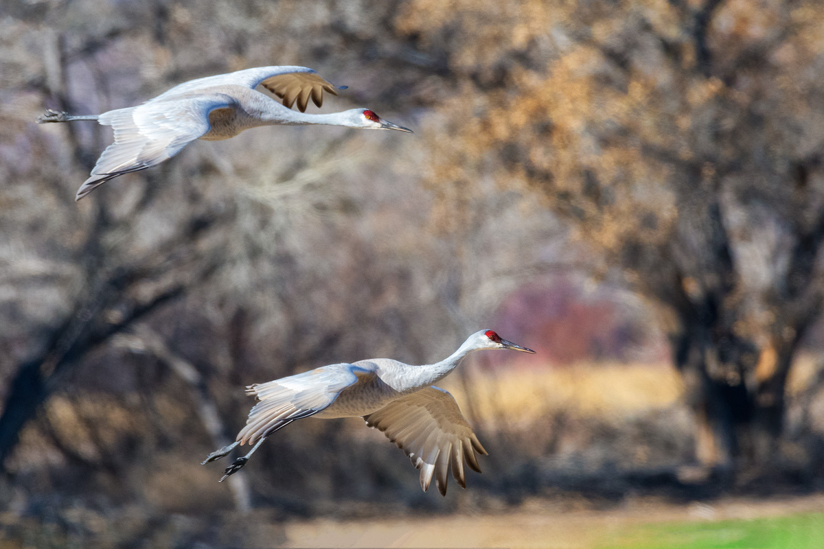 Sand Cranes, Bosque del Apache