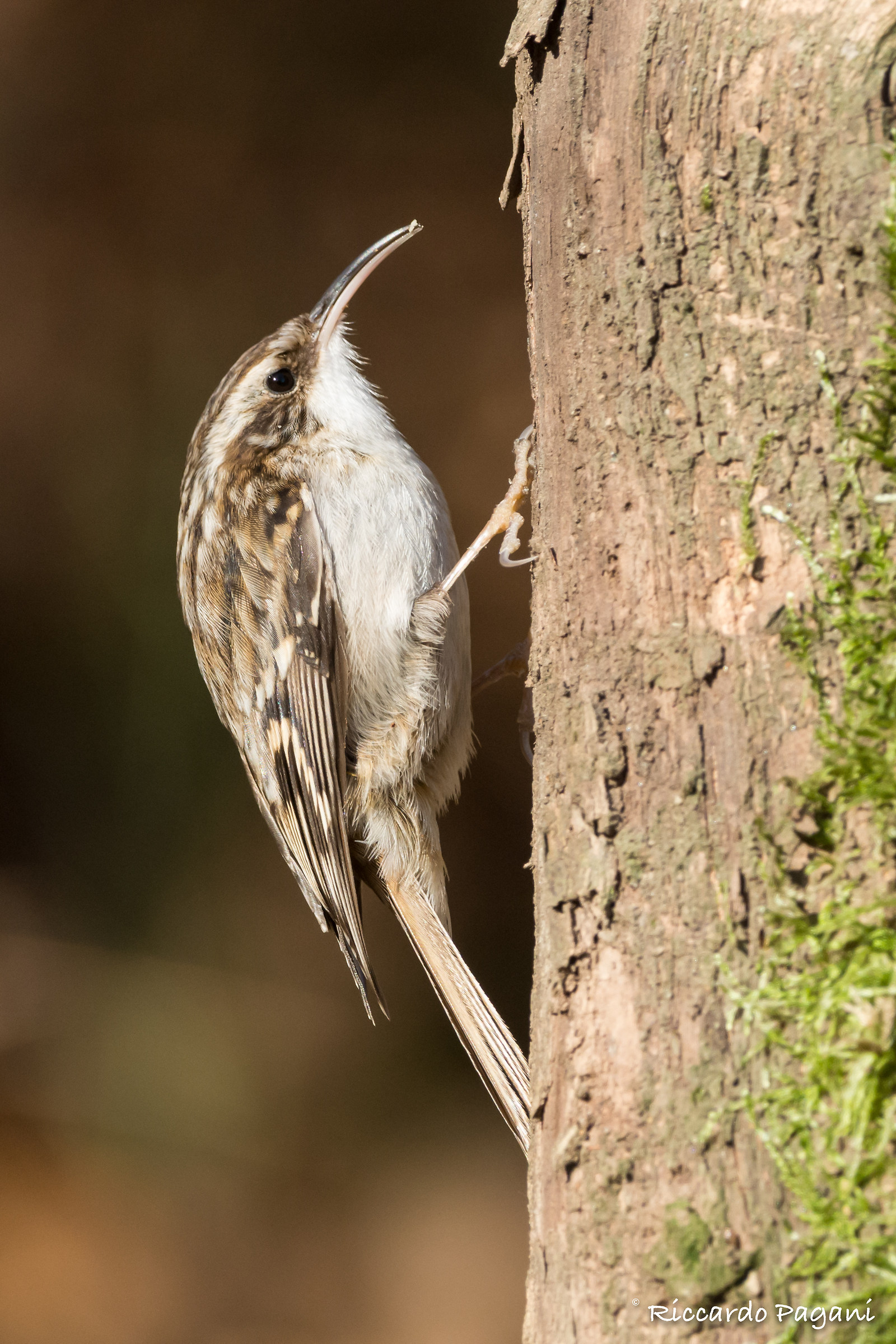 Rampichino (Certhia brachydactyla)