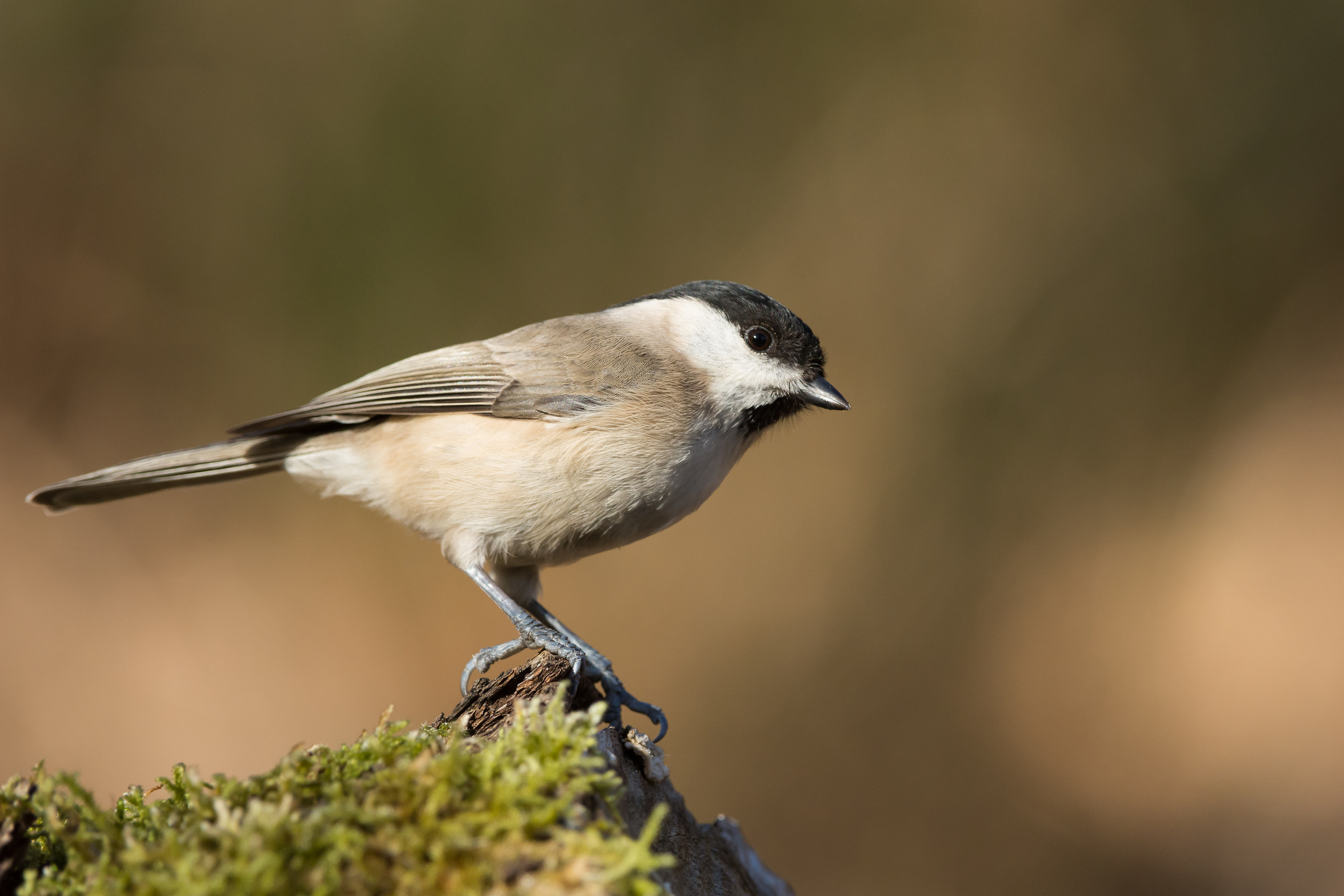 Cincia bigia (Poecile palustris)