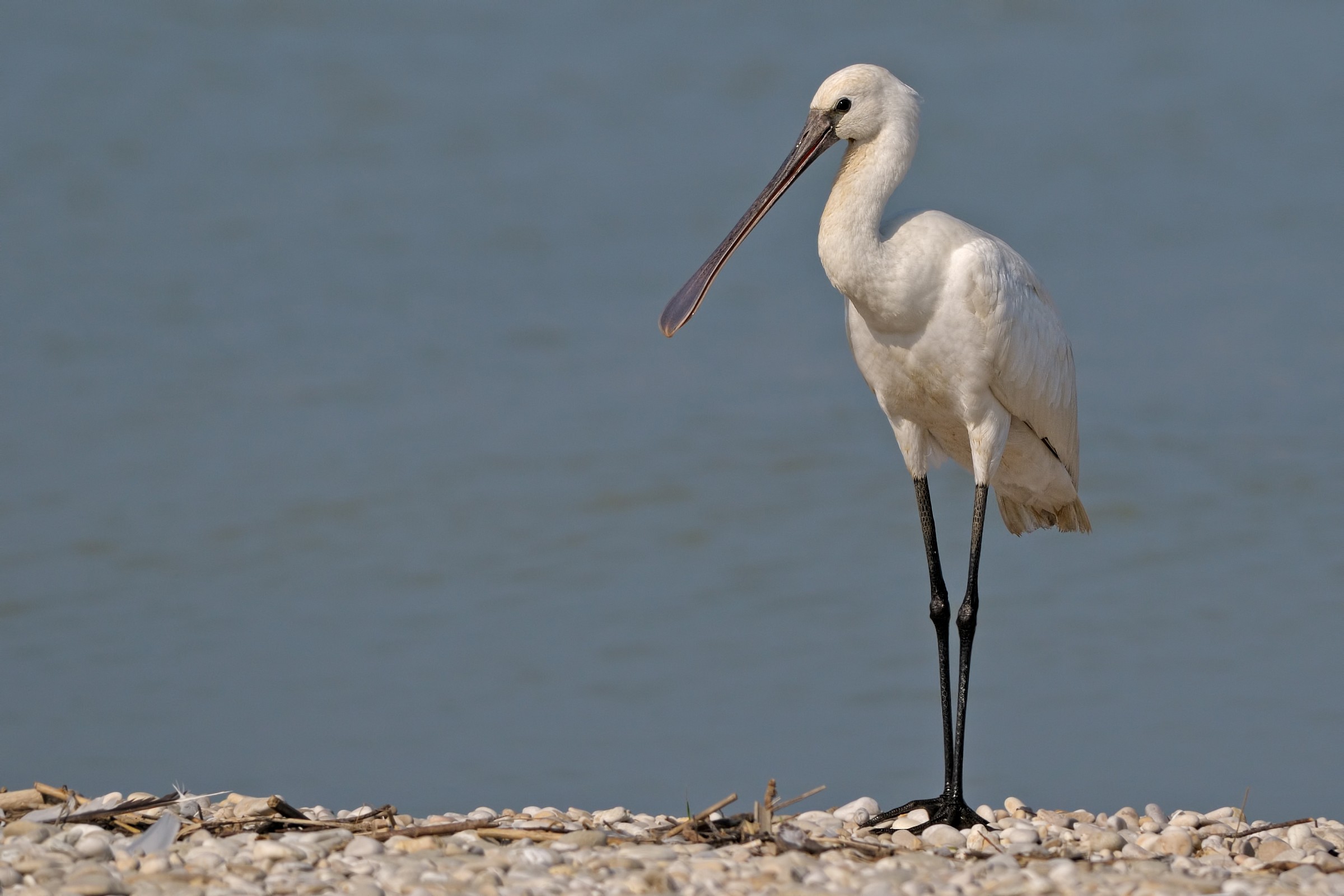 Spoonbill (Platalea leucorodia)
