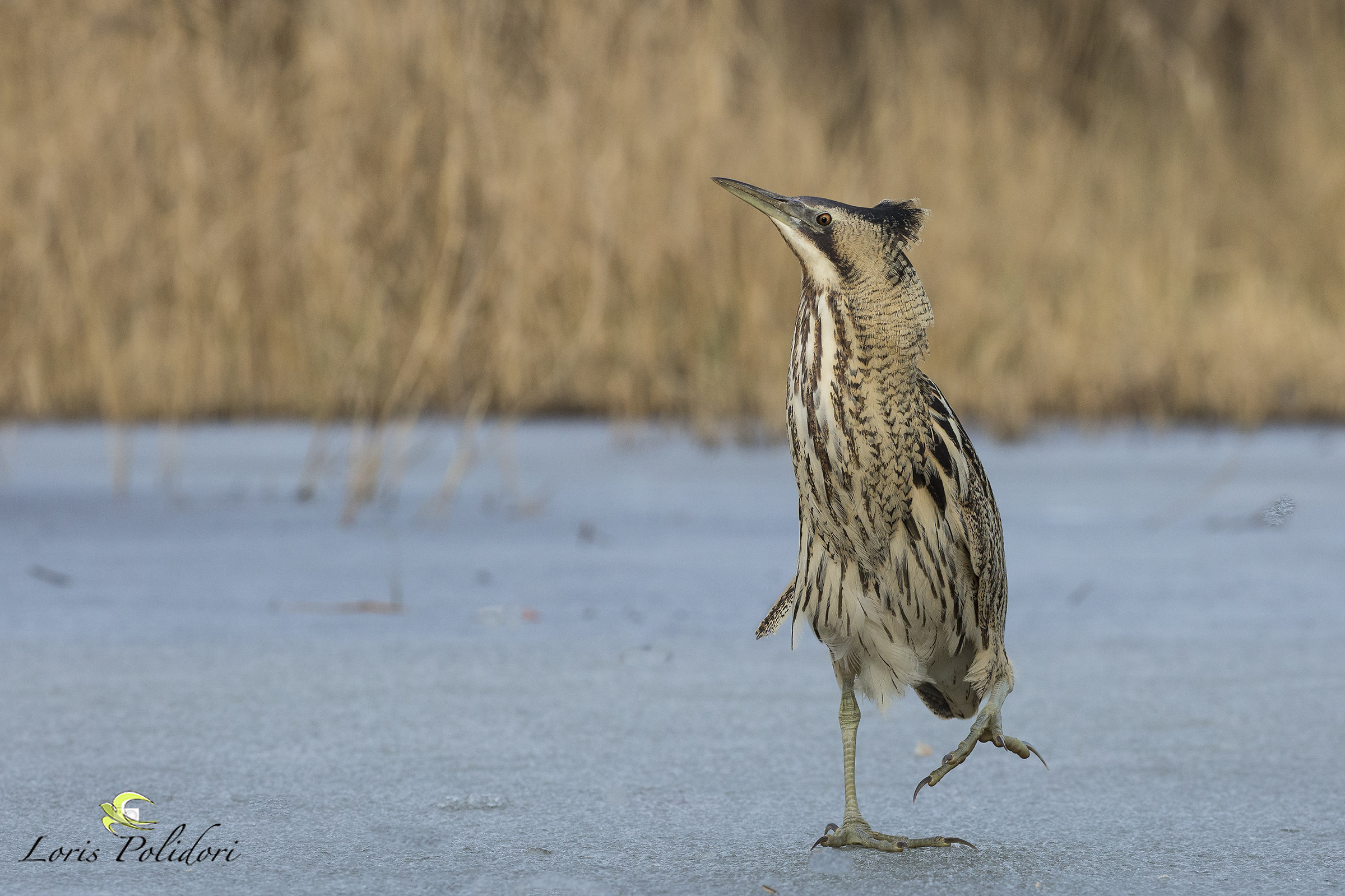 Tarabuso...passeggiata sul ghiaccio.