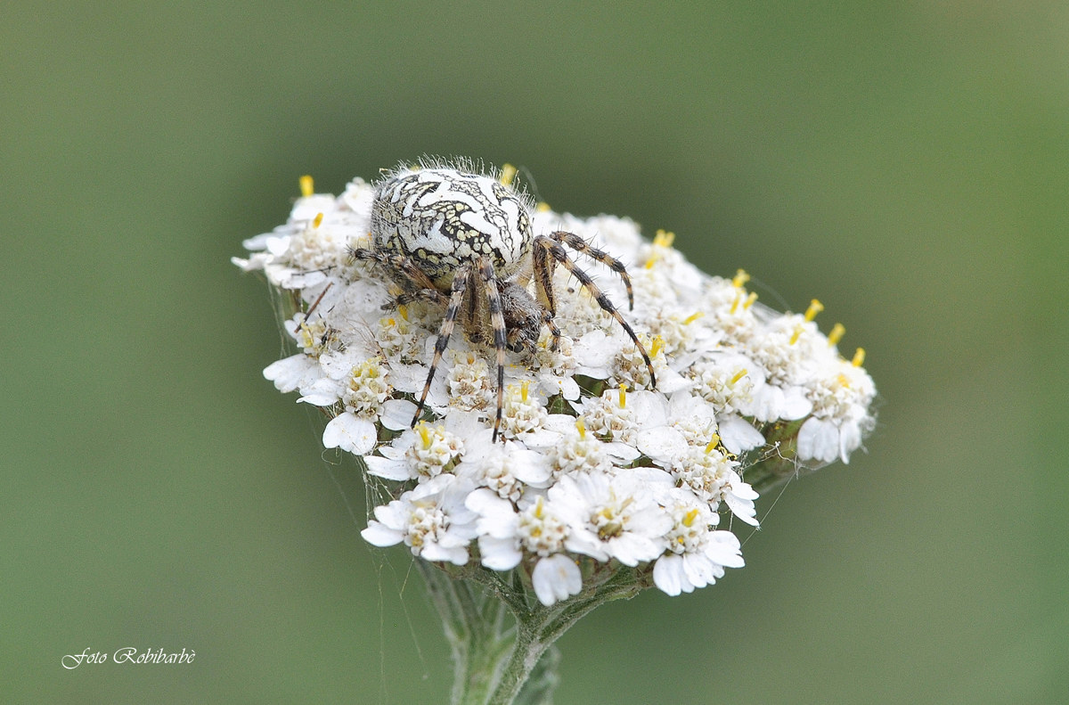 Achillea millefili...