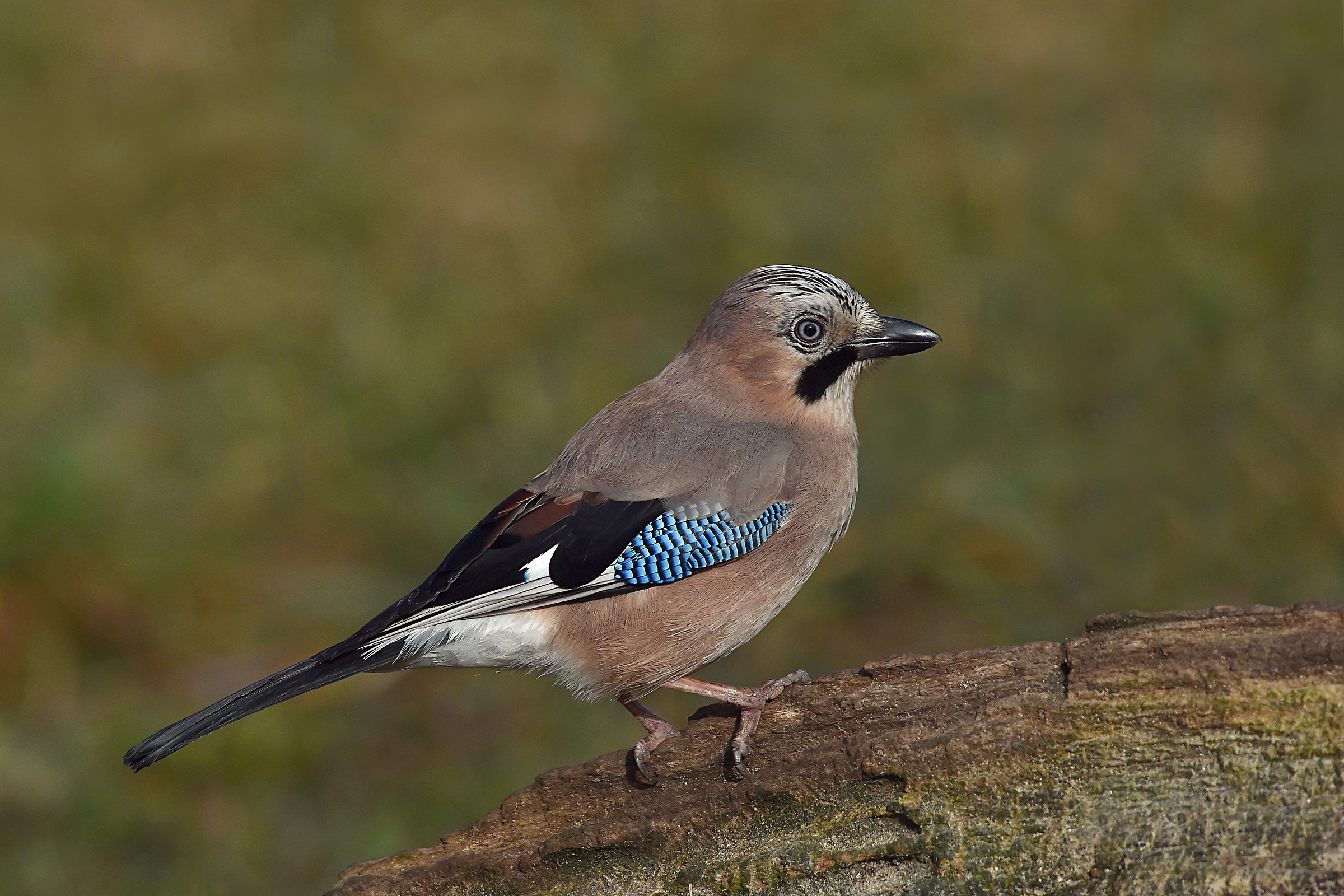 Storie di piume    ( Ghiandaia )