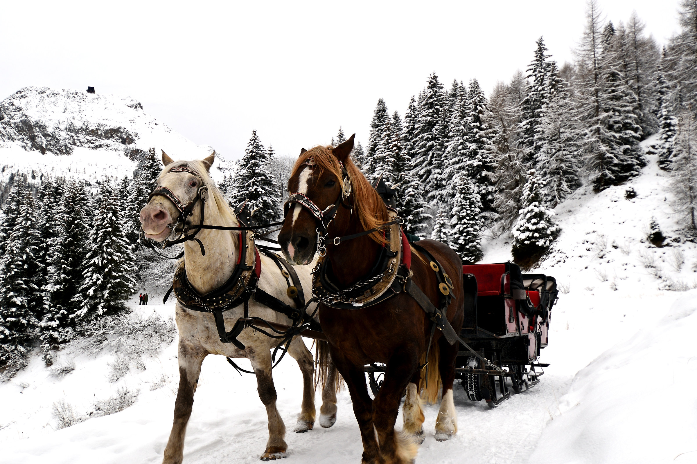 Horse-drawn sleigh