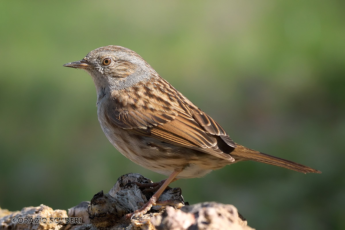 Dunnock