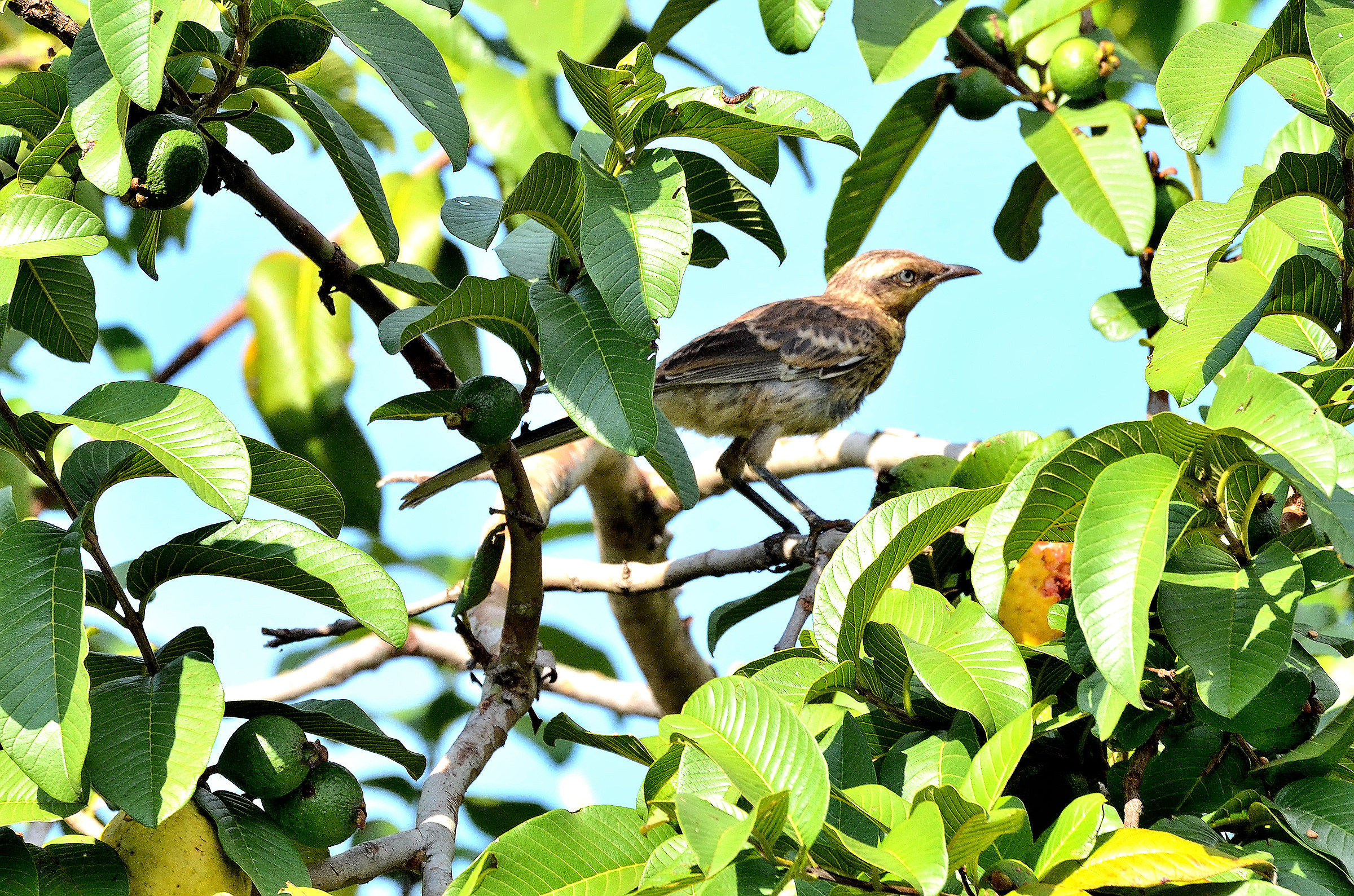 Mocking Bird (Mimus Saturnino) su albero guava