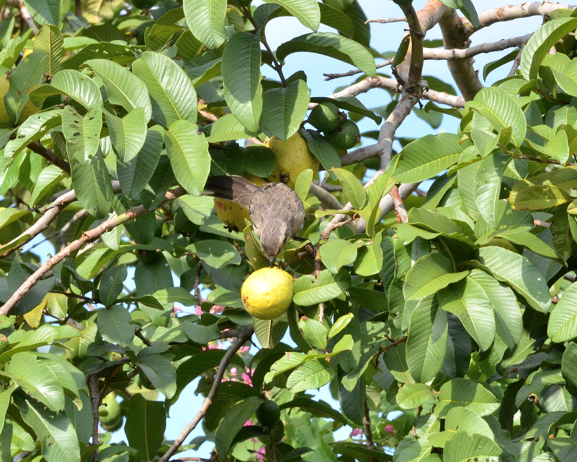 Mocking Bird mangiare un frutto guaca