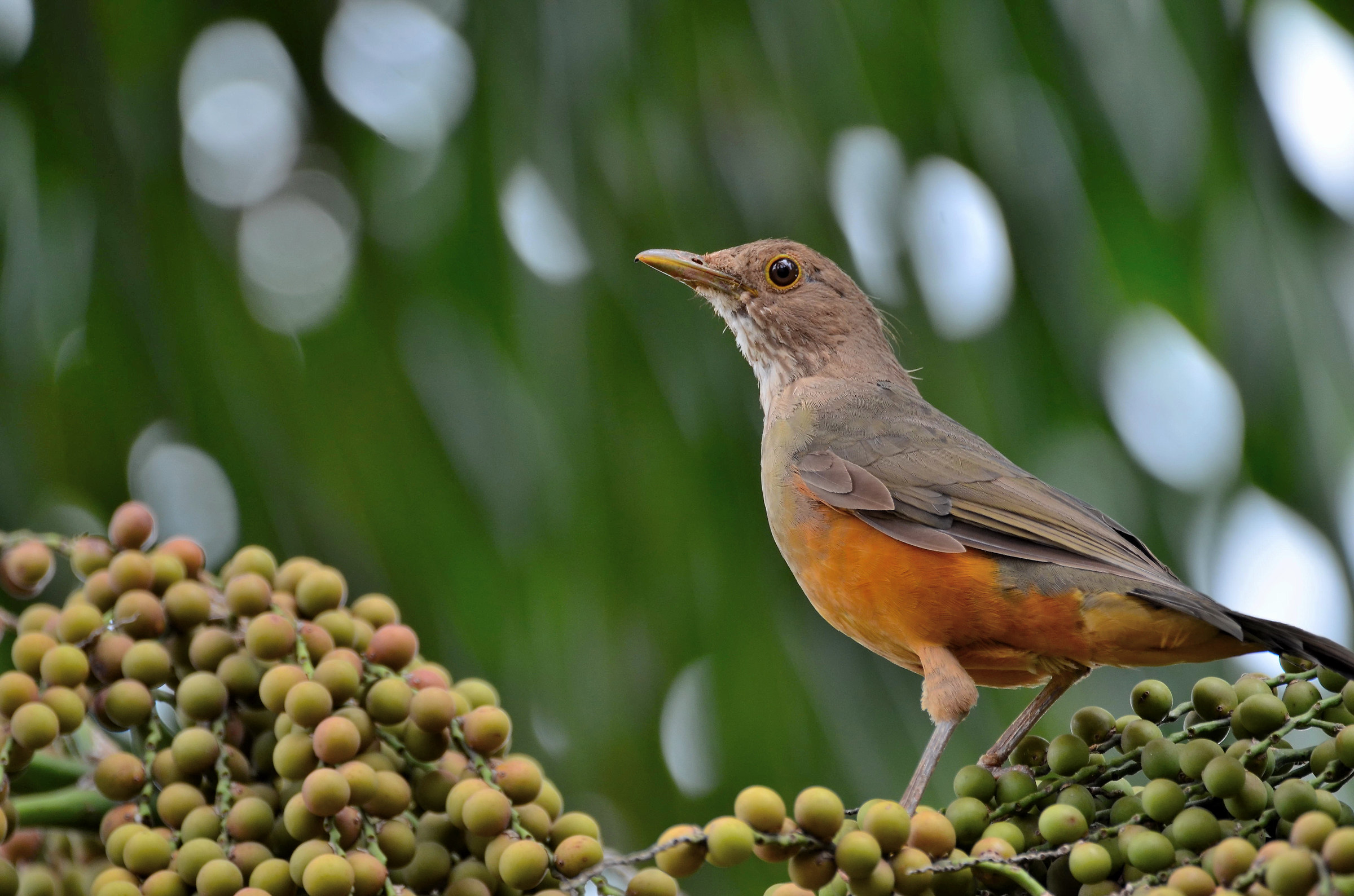 Il rufous petto tordo Turdus rufiventris