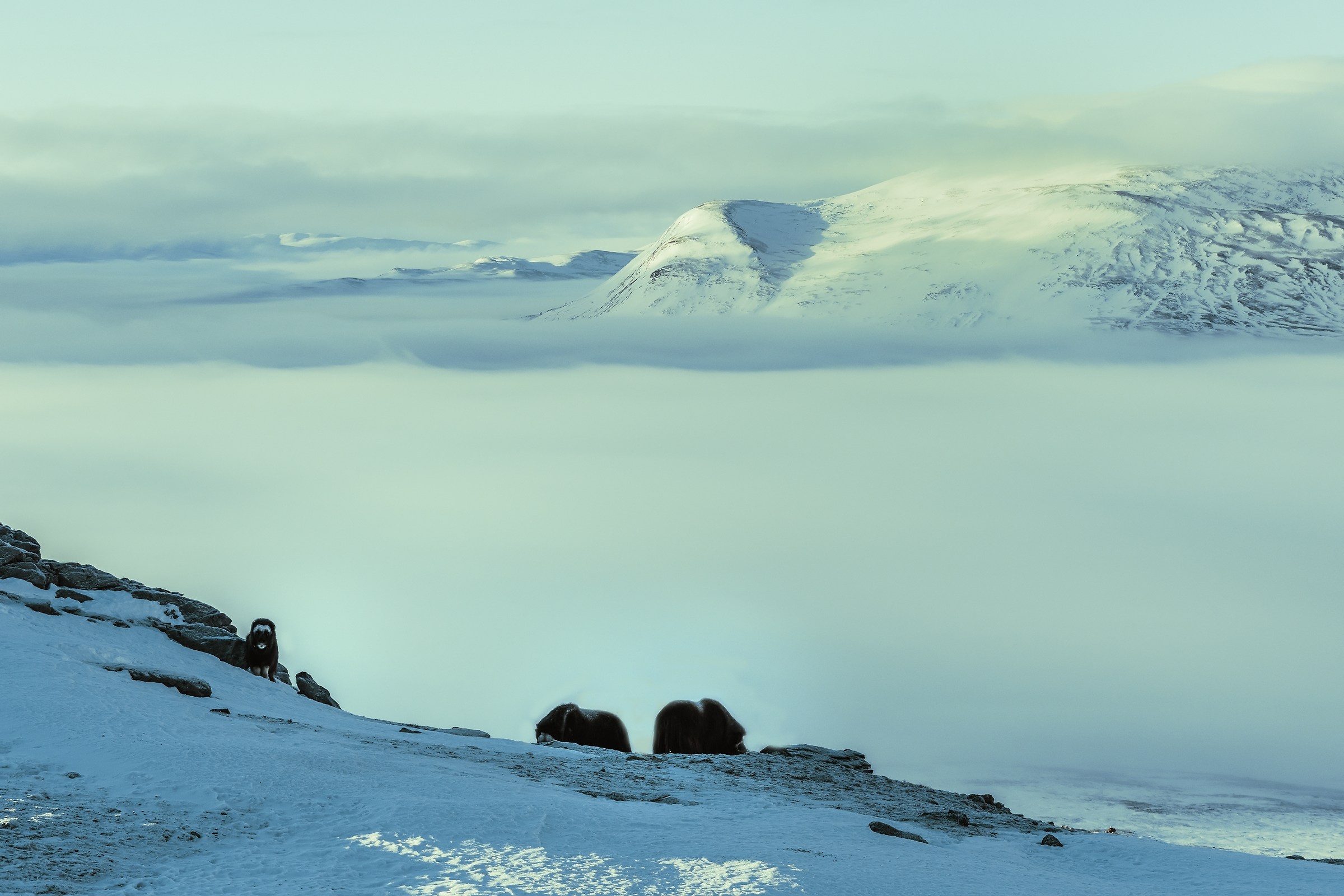 Dovrefjell 2017 - Musk ox, between the snow and sky