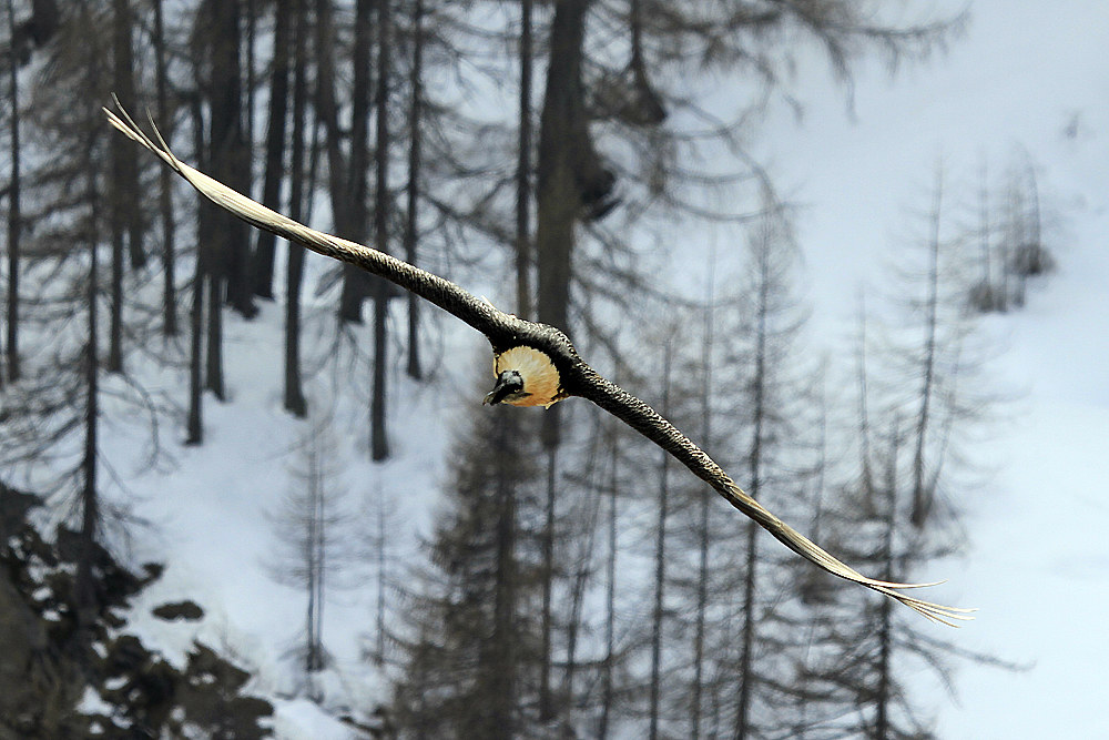 adult bearded vulture