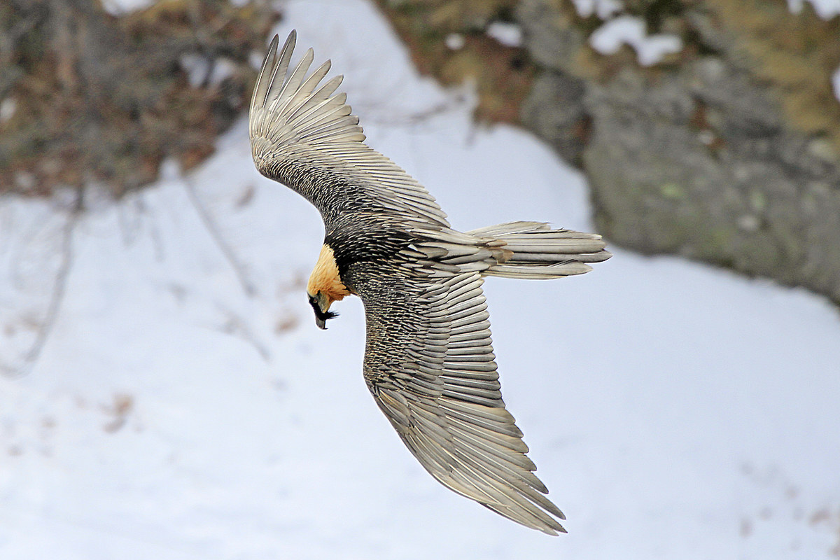 adult bearded vulture