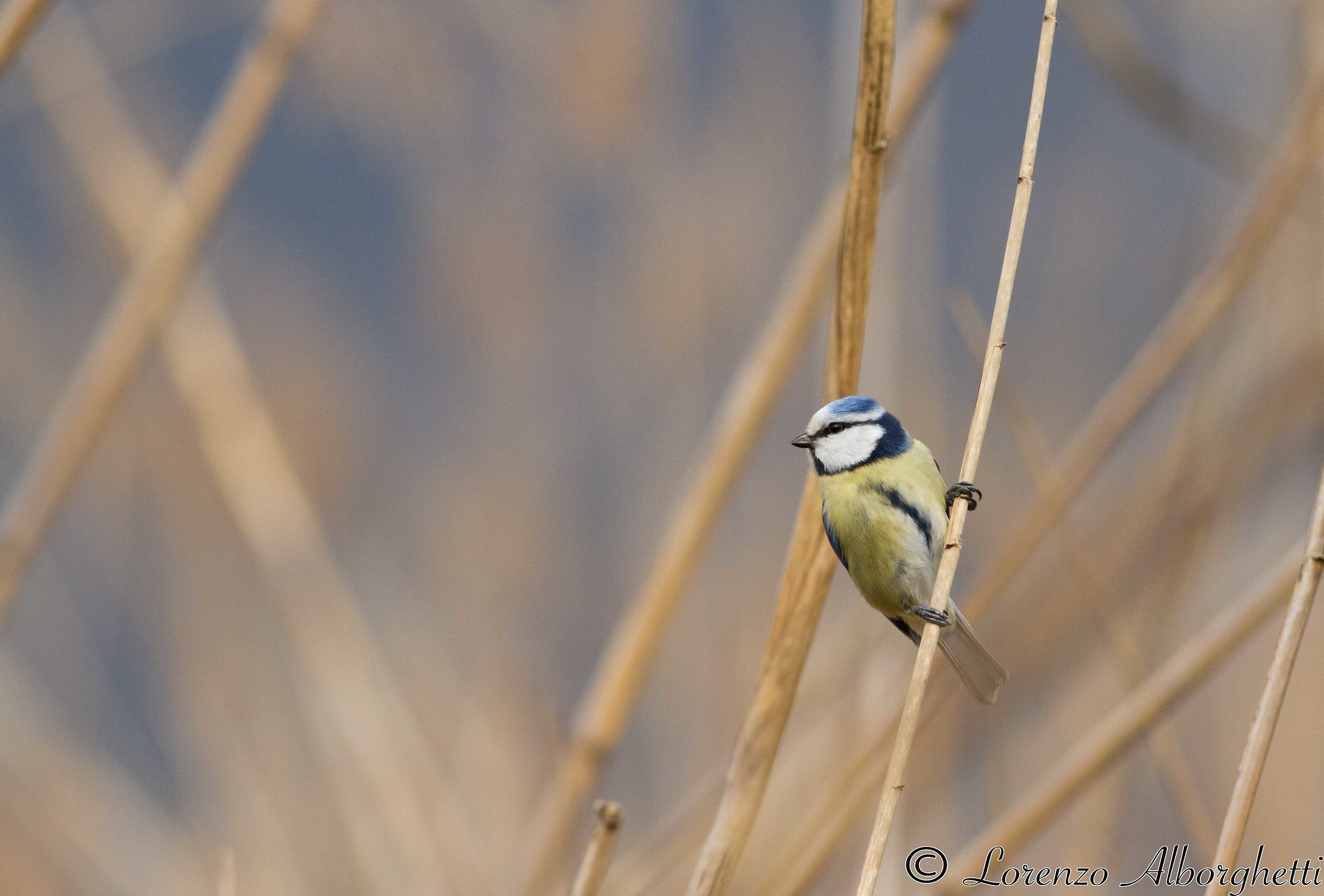 Cinciarella nel Canneto