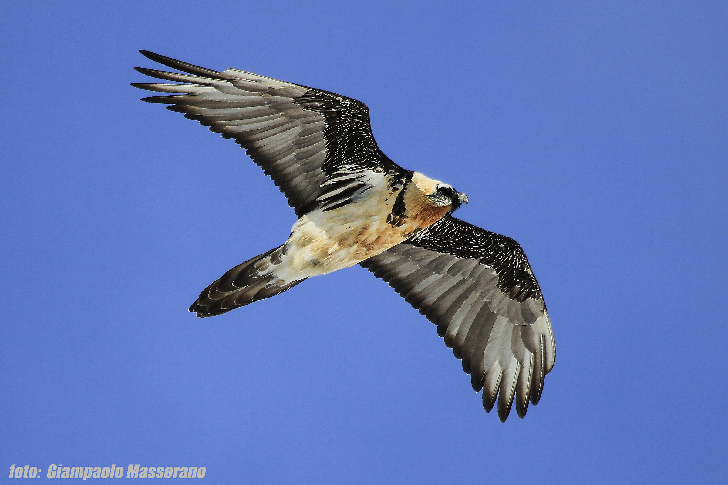 adult bearded vulture